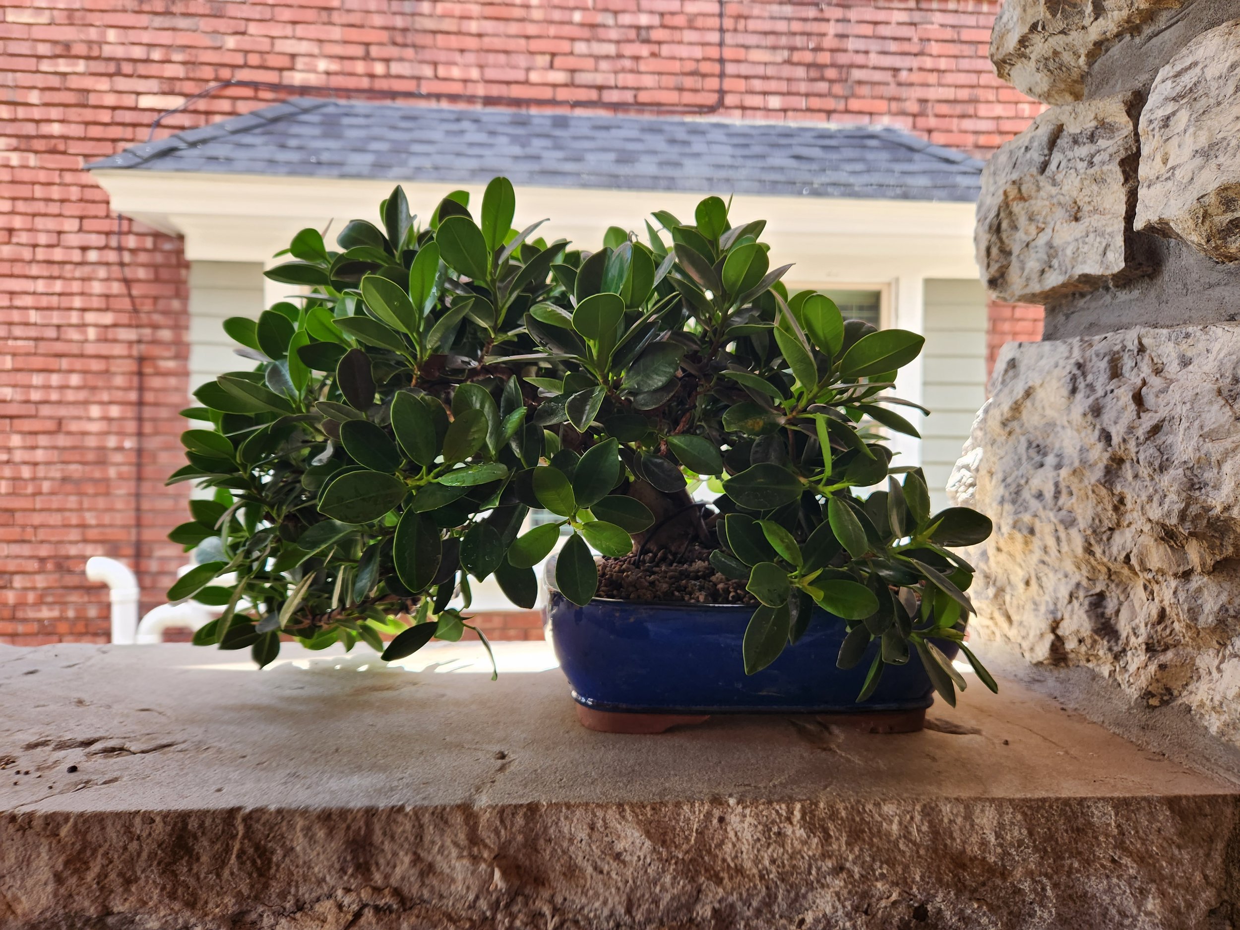 Ficus Bonsai Residential Client