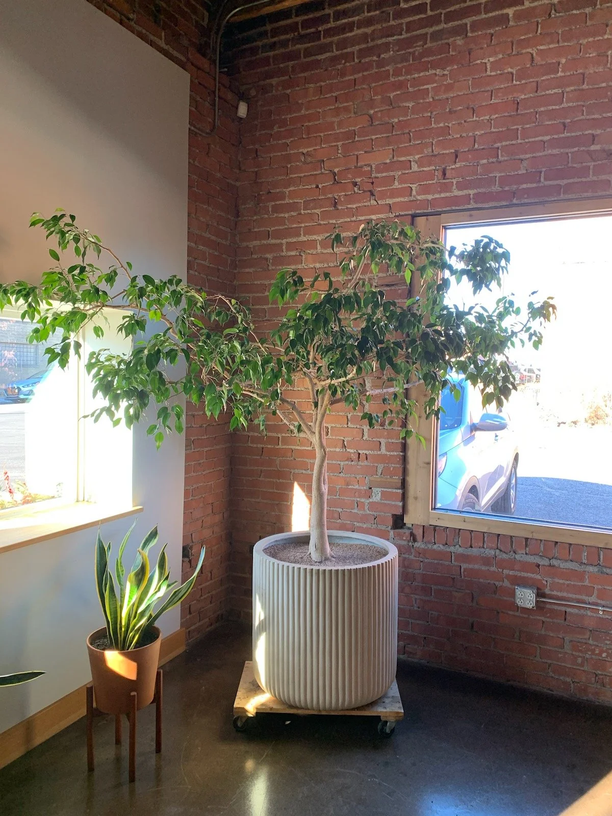 Ficus Tree at Remodel Moore