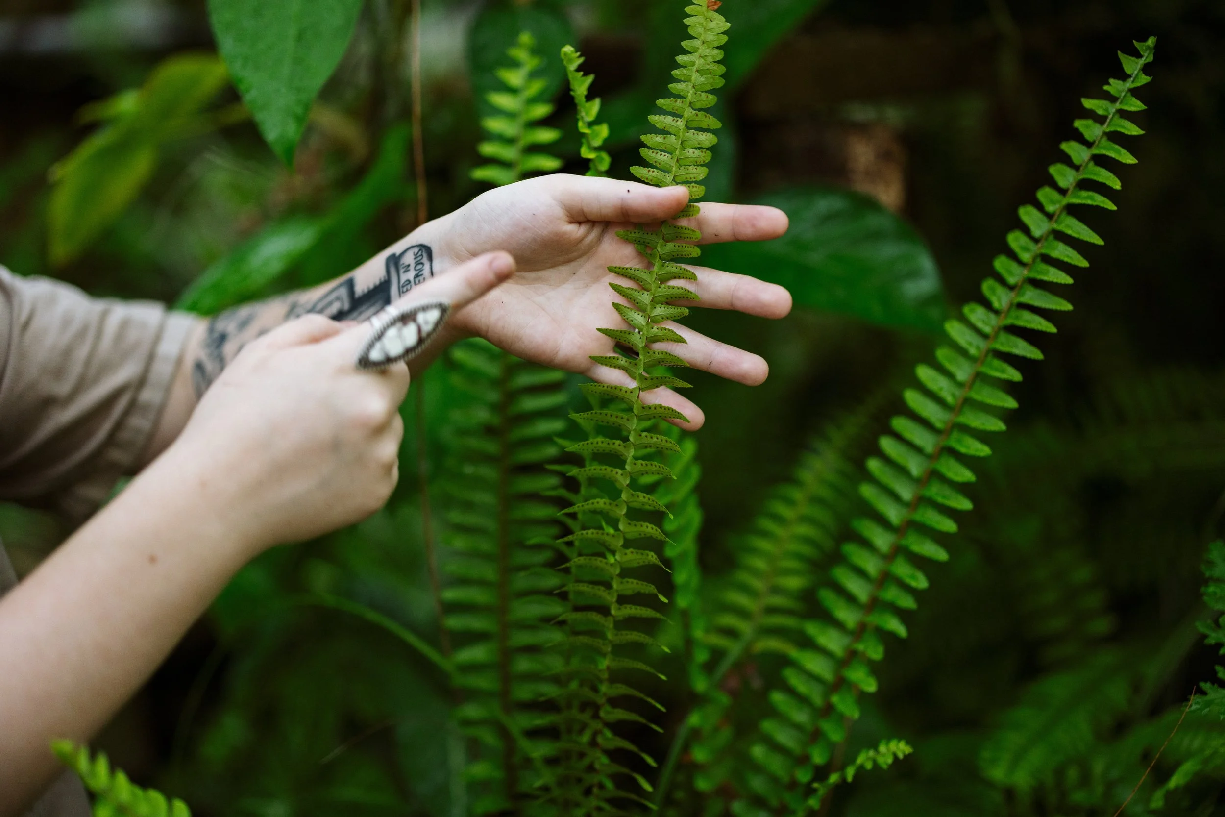 Hands Pointing at a Boston Fern Frond