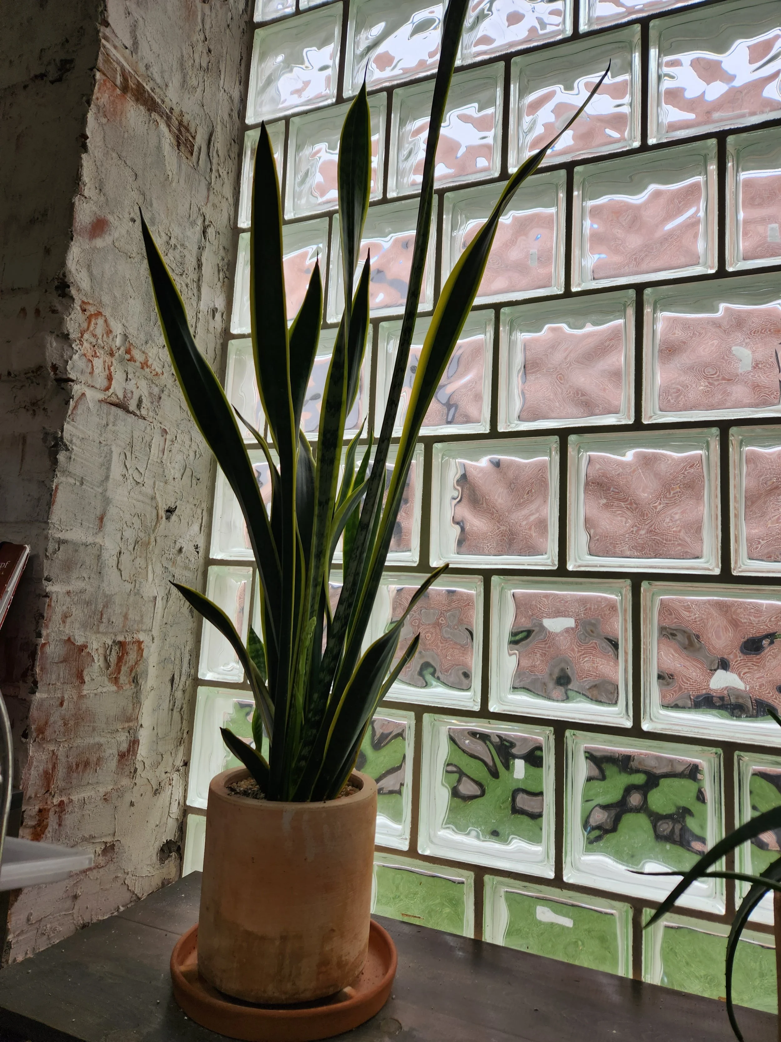 Snake Plant at With Love Salon