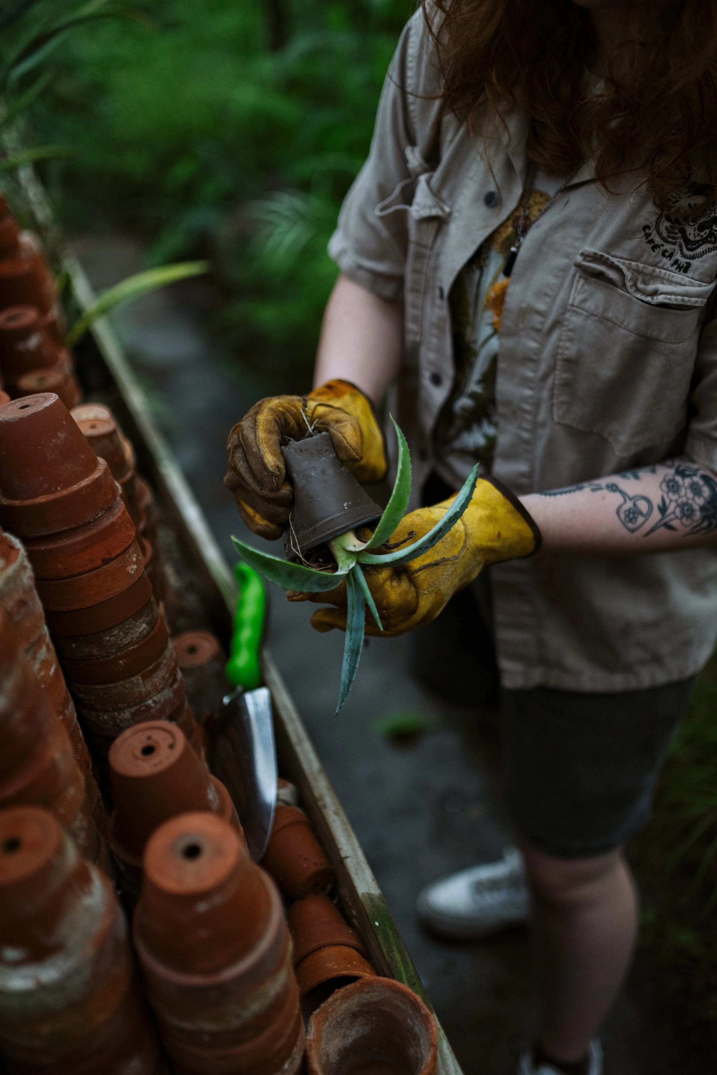 Amanda Starting to Repot a Small Agave