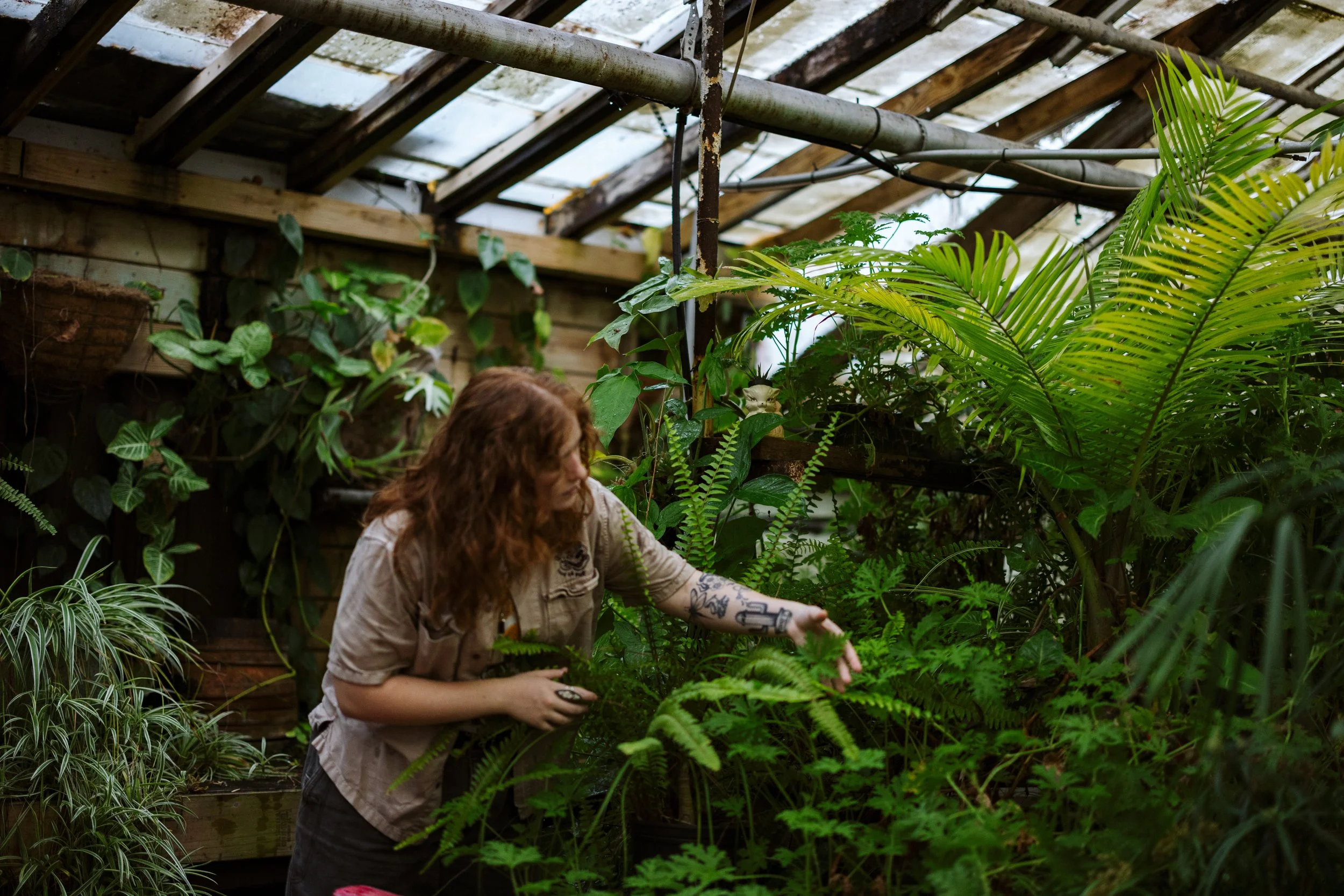 Hands in gardening gloves holding a small agave