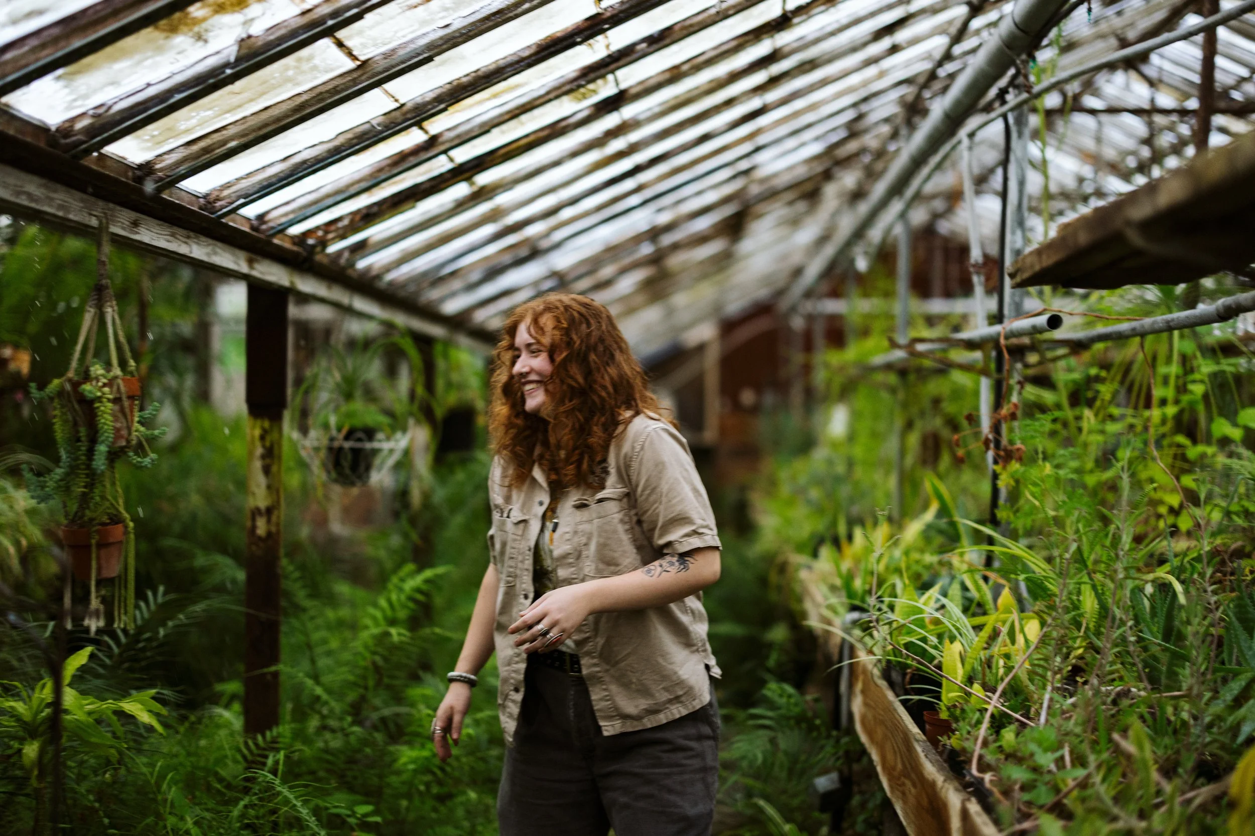 Hands spraying insecticidal soap on syngoniums
