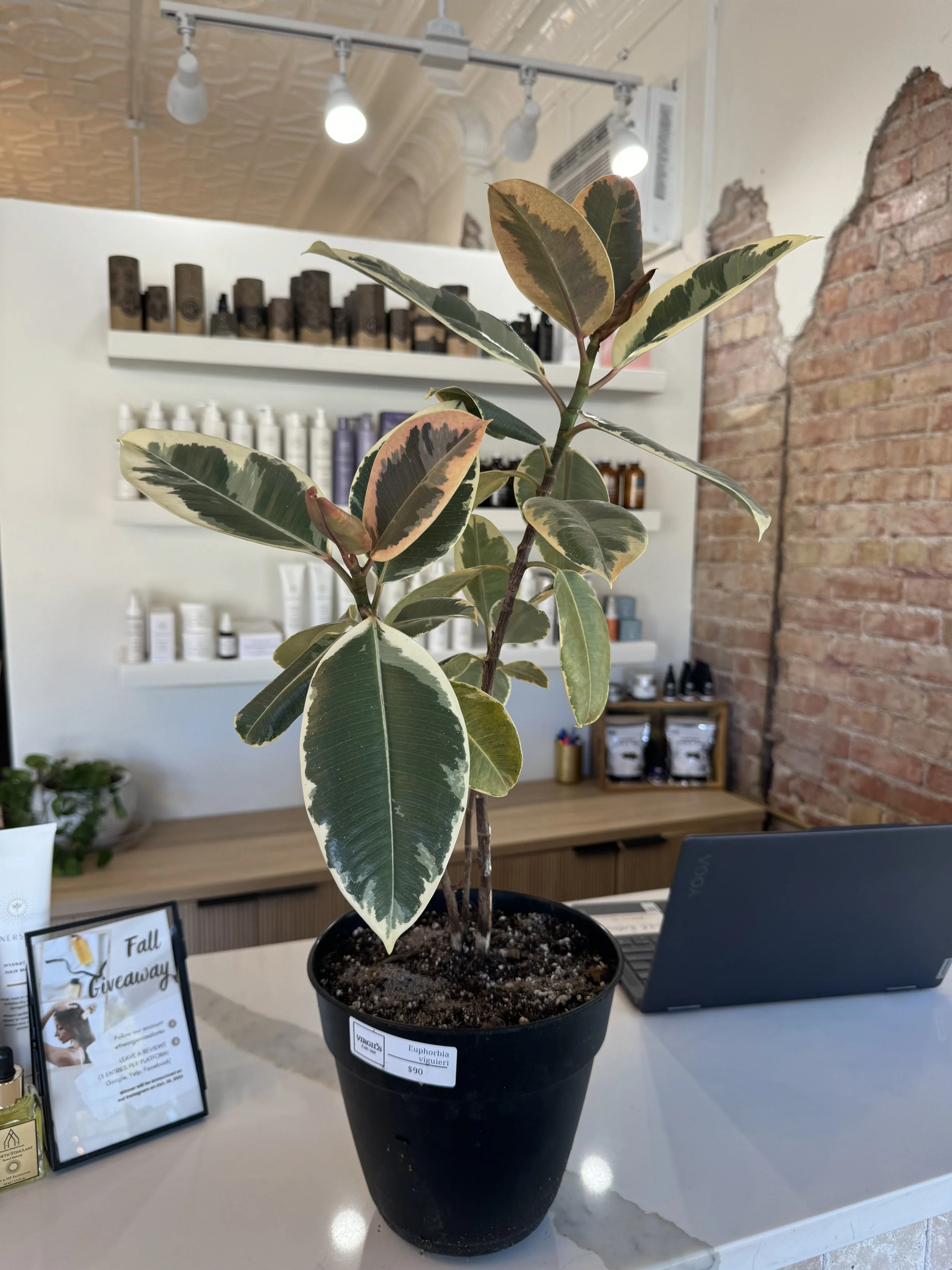 Ficus Tineke at The Organic Salon
