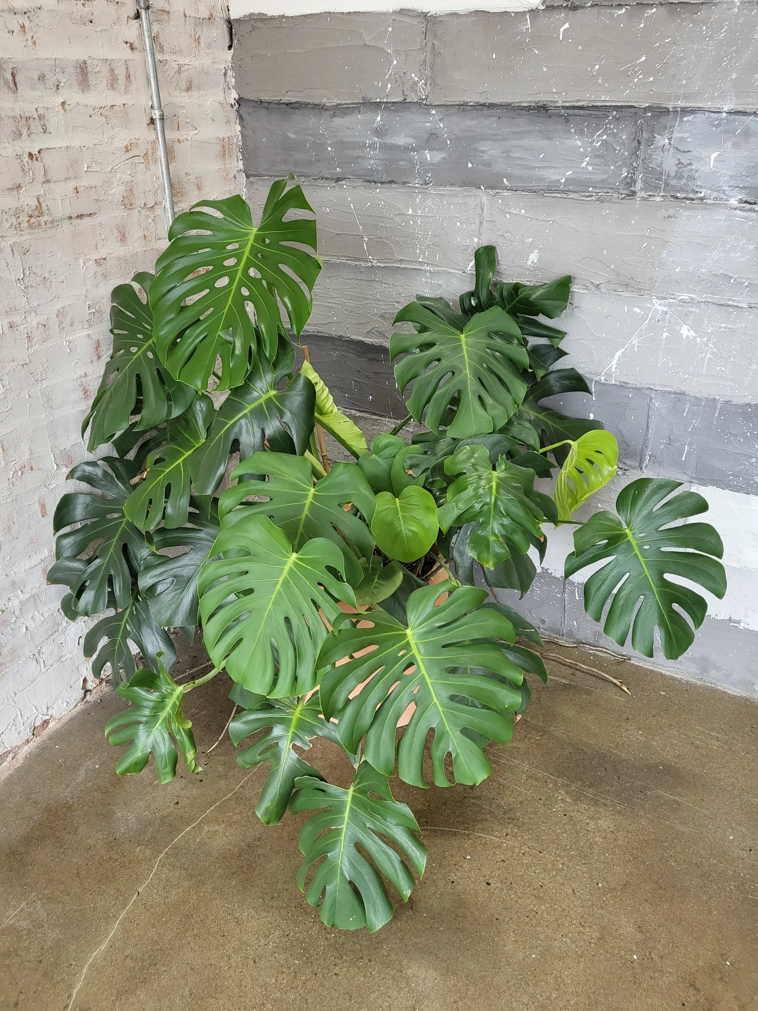 Monstera Deliciosa at With Love Salon
