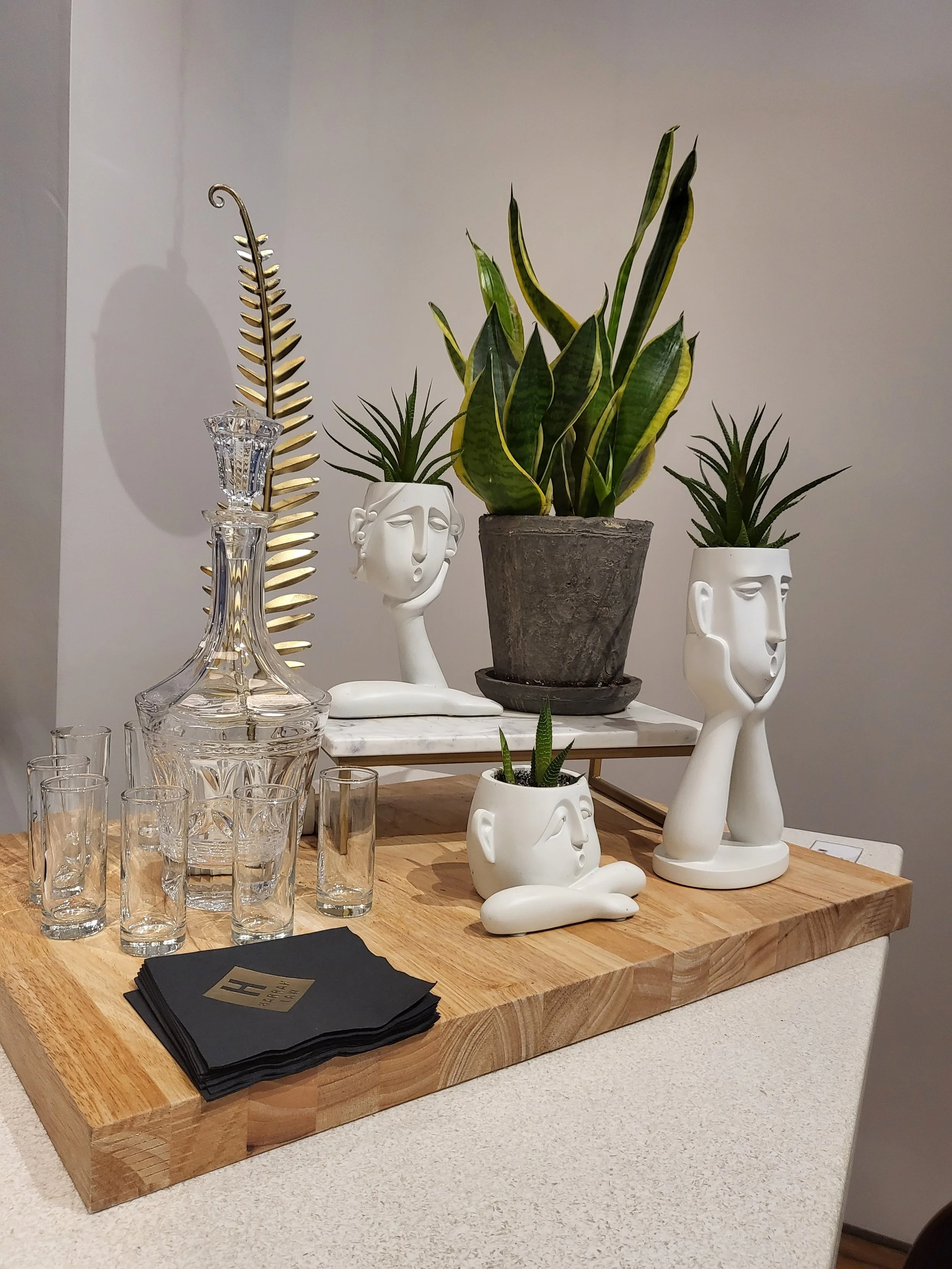 Snake Plant and Succulents at Harrah Law