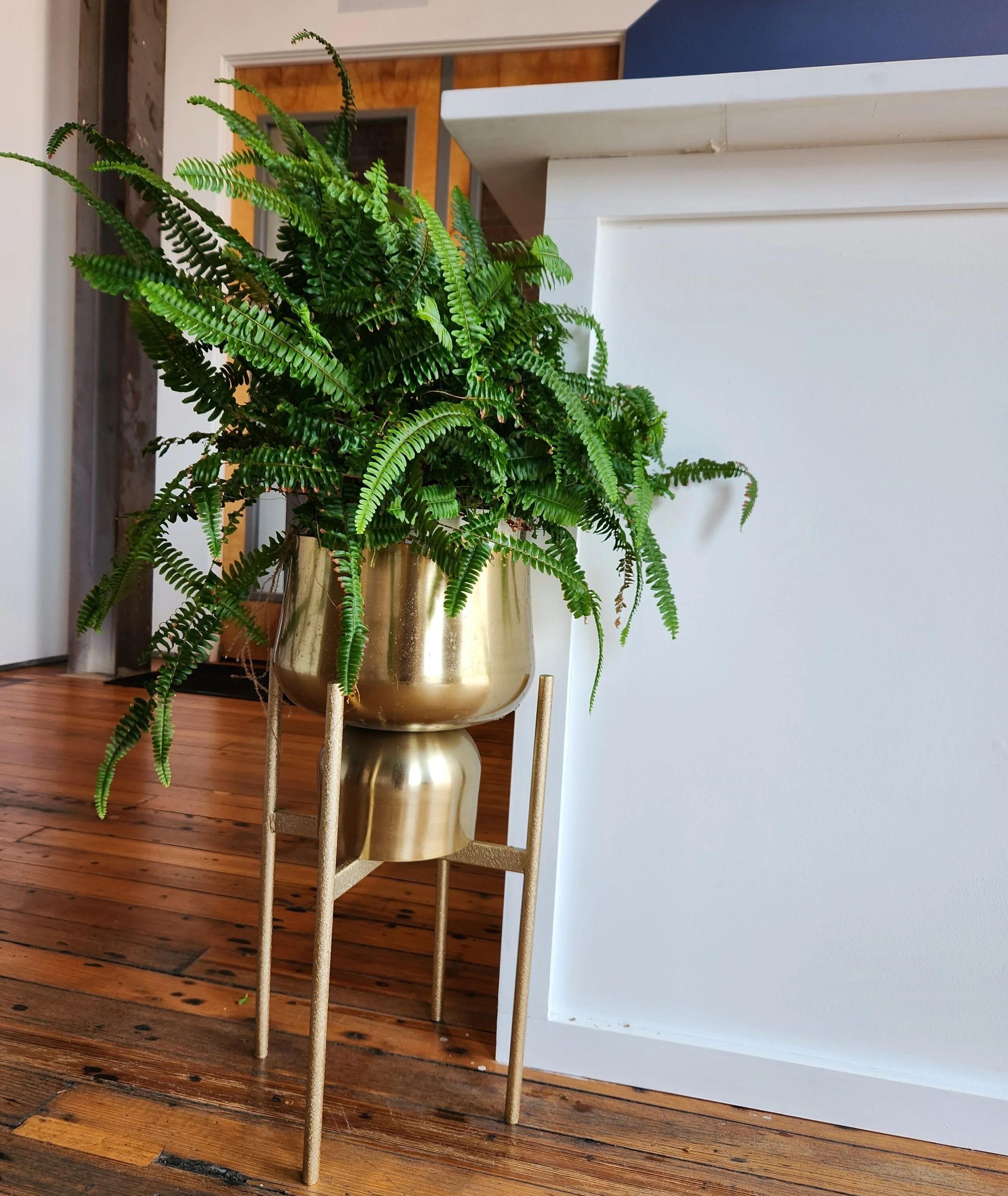 Boston Fern at Harrah Law