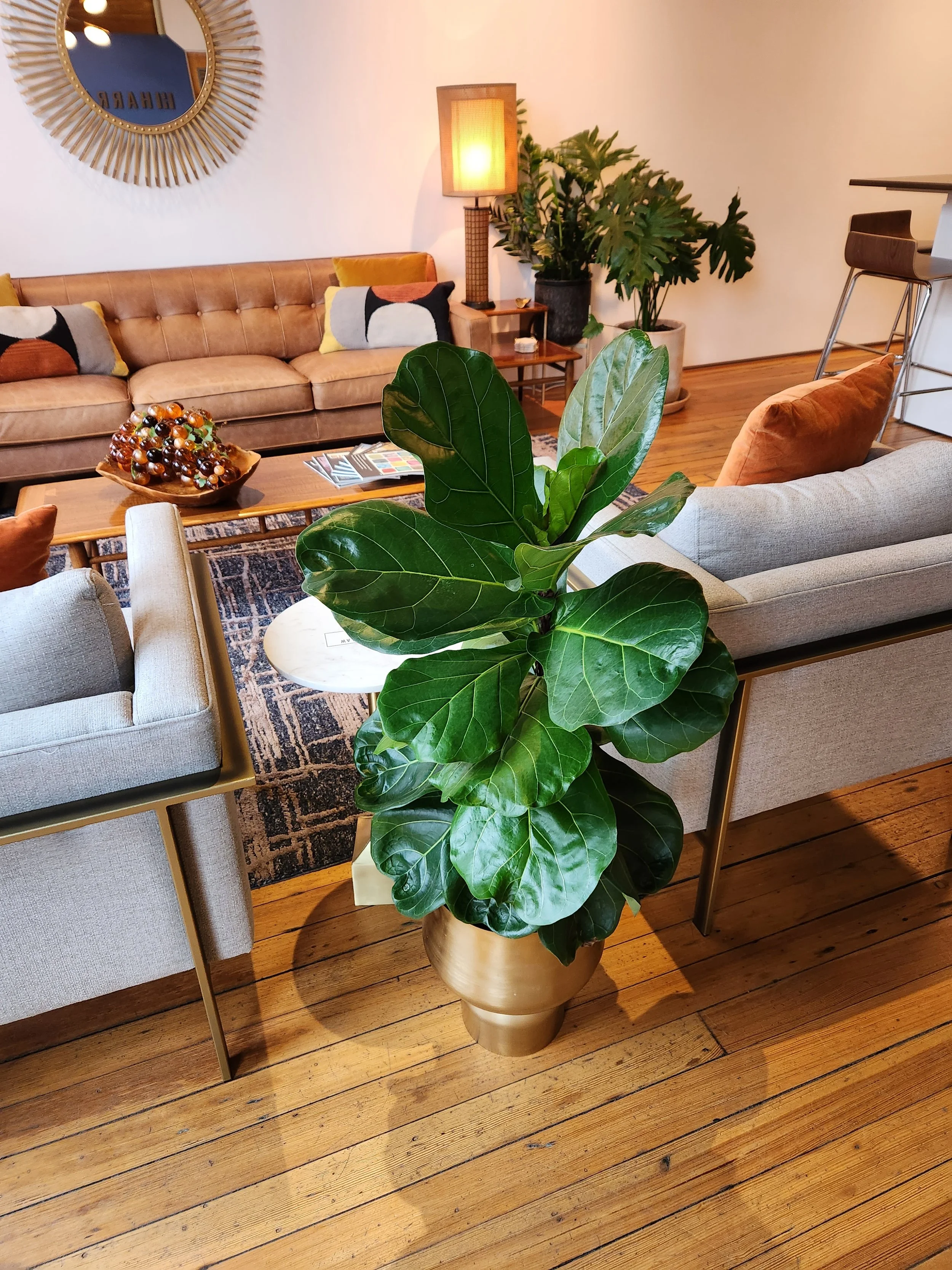 Fiddle Leaf Fig at Harrah Law