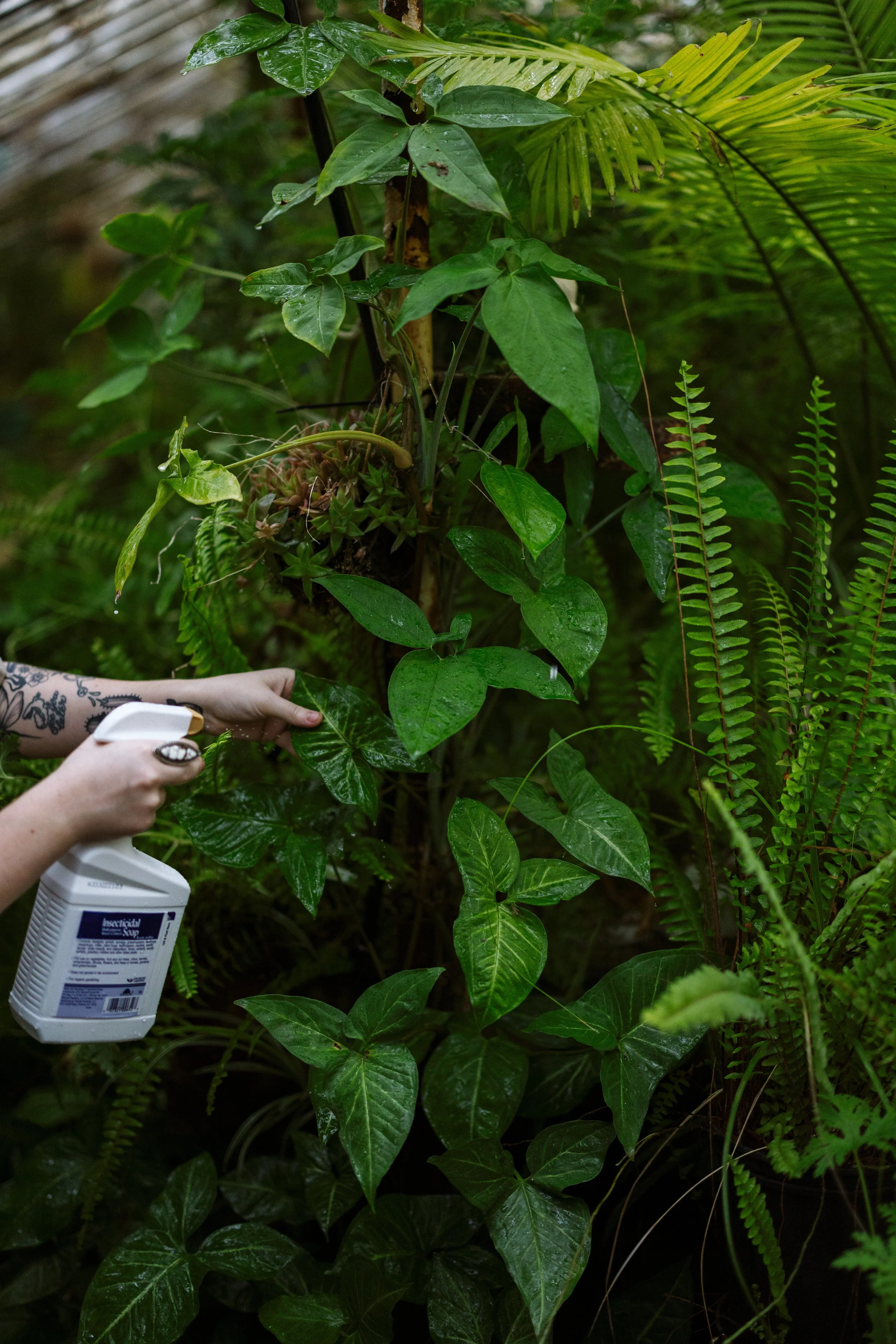 Spraying Insecticidal Soap on Syngonium Plant