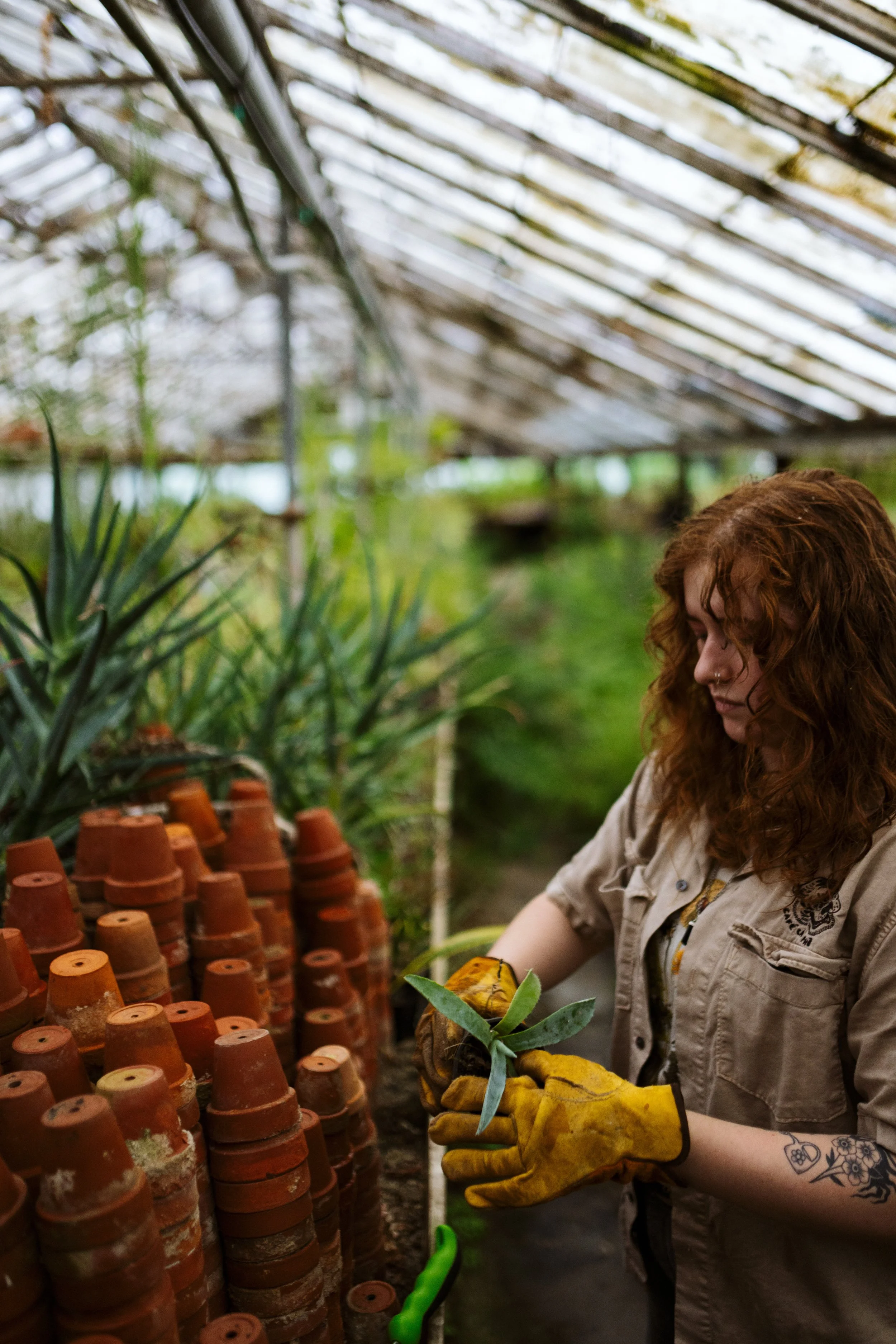Amanda repotting a small agave by some terra cotta pots