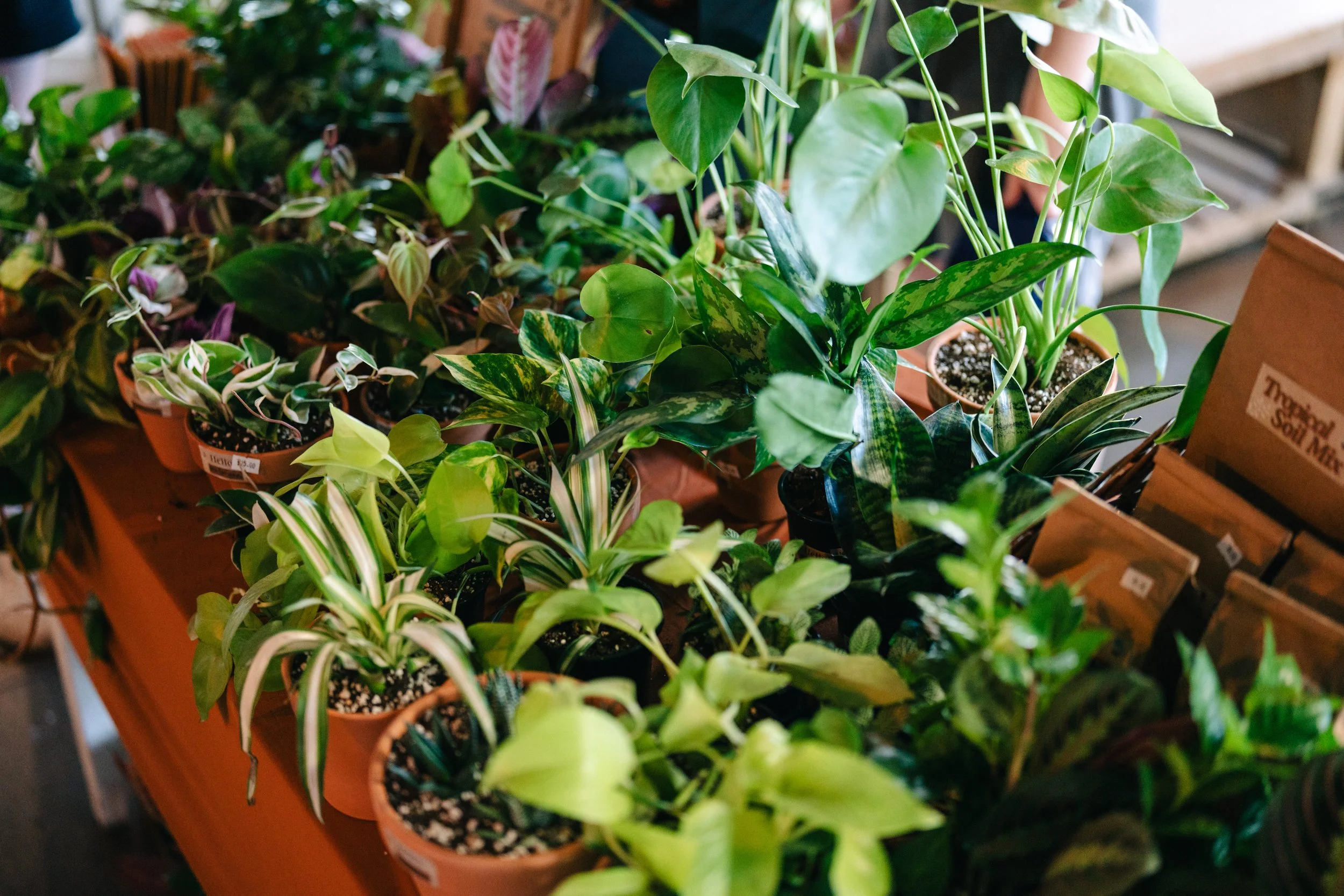 Plants For Sale at Event Balance Market