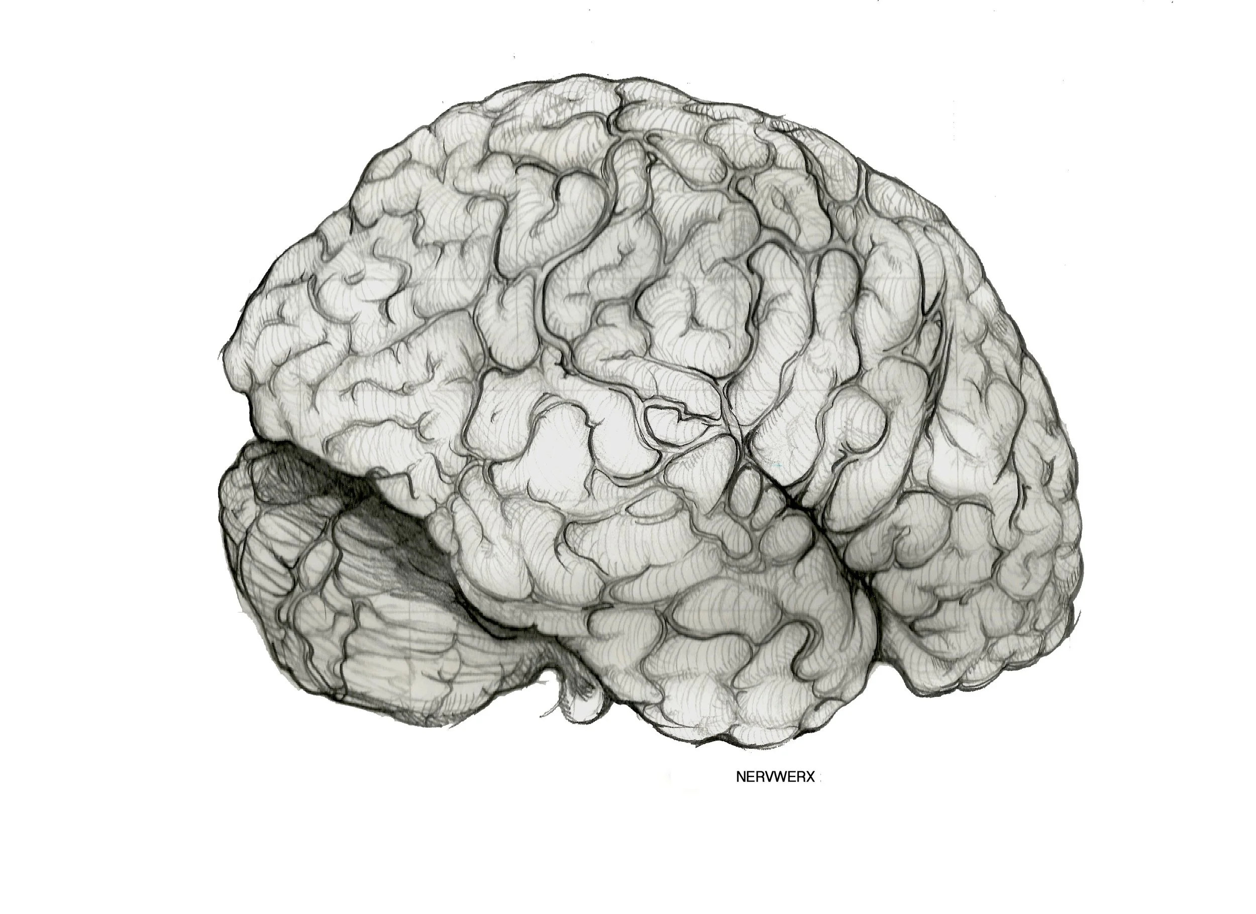 The Human Brain