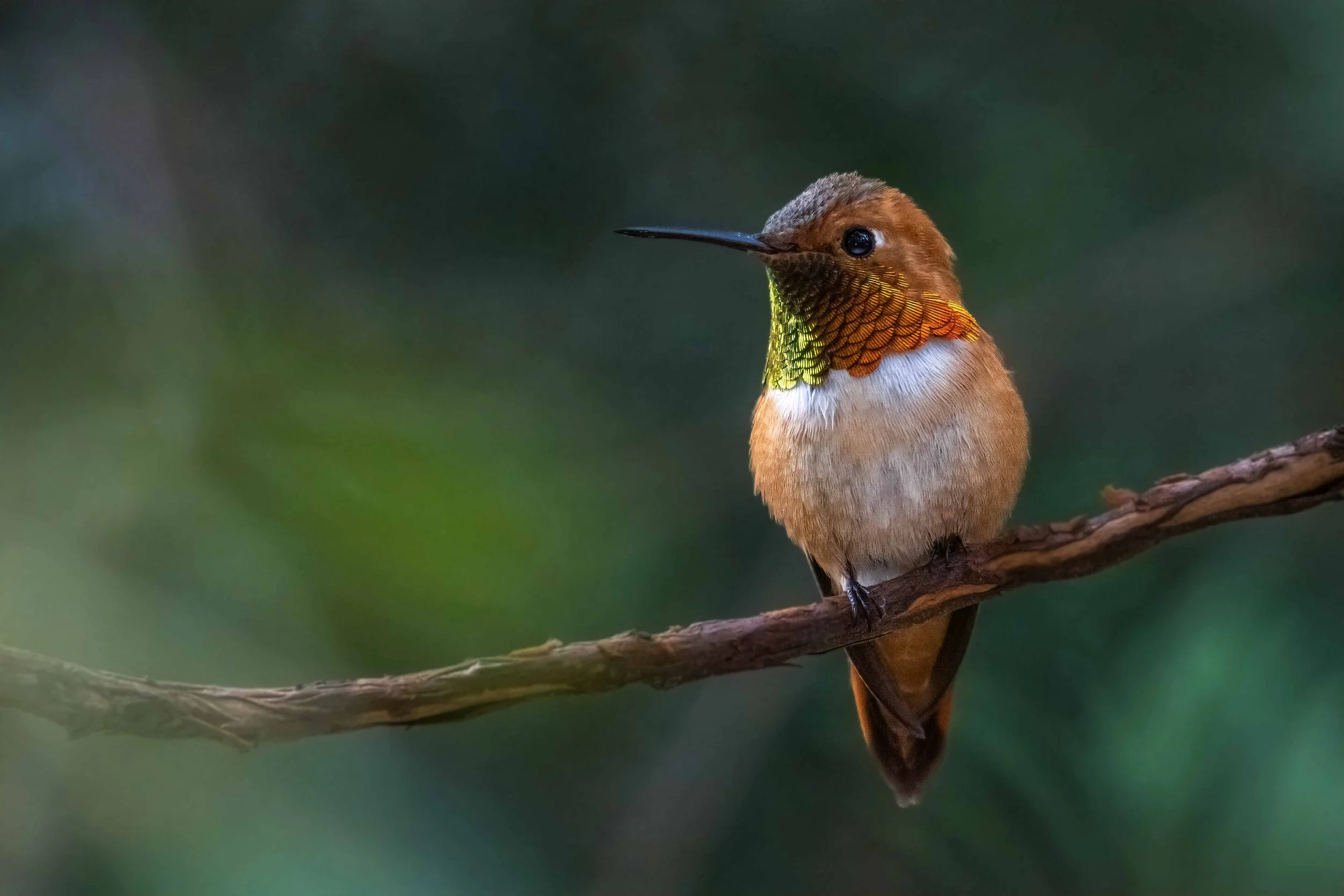 Geoff, the Hummingbird - Horizontal XL