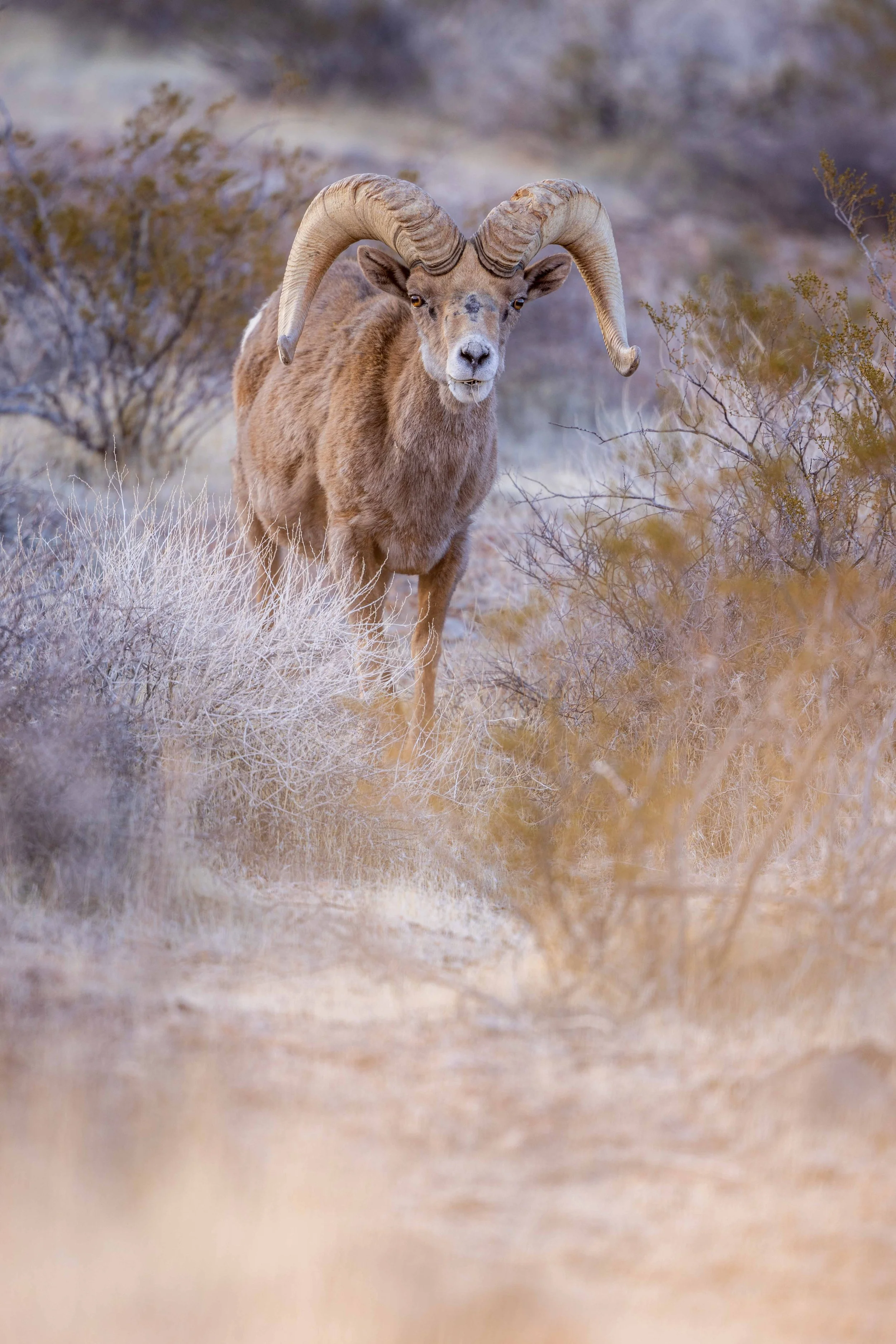 Curious Ram.jpg