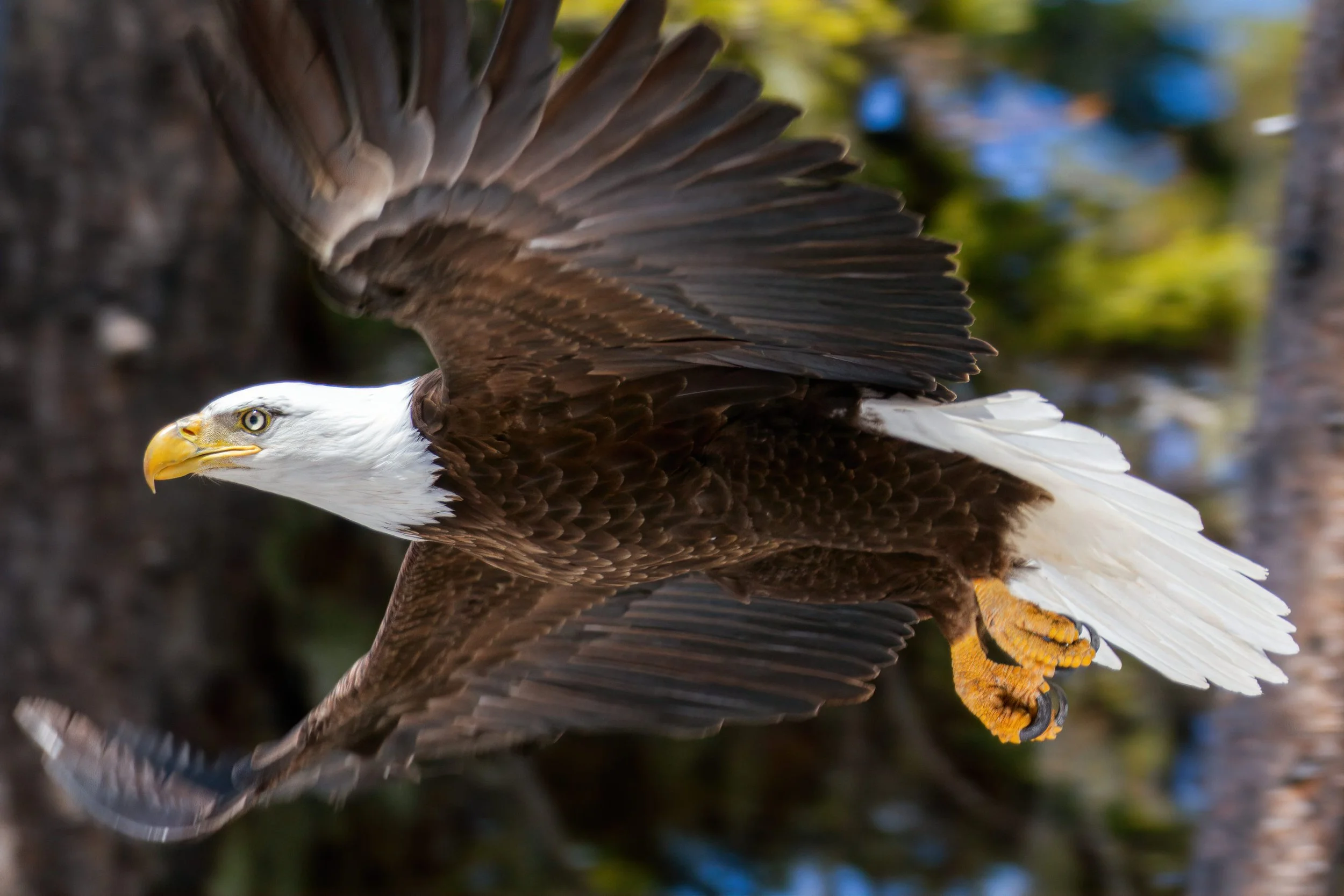 Bald Eagle in Flight