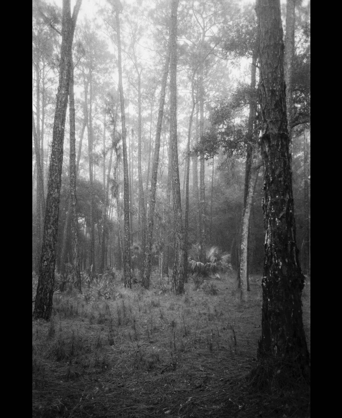 - Mist on 35mm film.