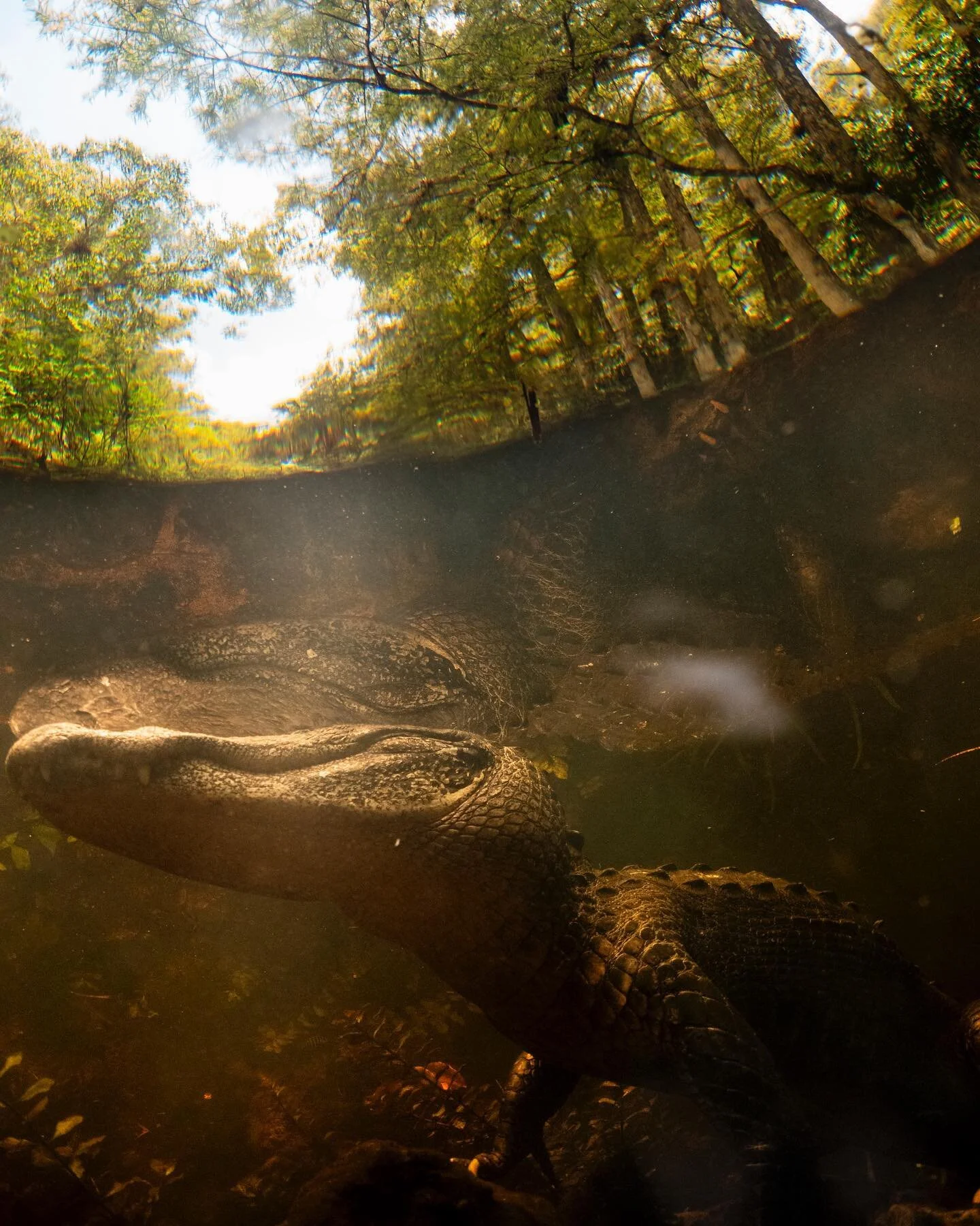 - This was my first time legit on a dive with an alligator in the wild, and it will stand as one of the most memorable wildlife encounters I&rsquo;ve ever experienced. Another beautiful moment of serenity shared only in the company of an apex predato