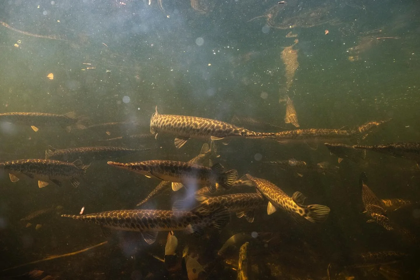 - Swamp Dive Pt. II.

#Everglades #Gar #UnderwaterPhotography