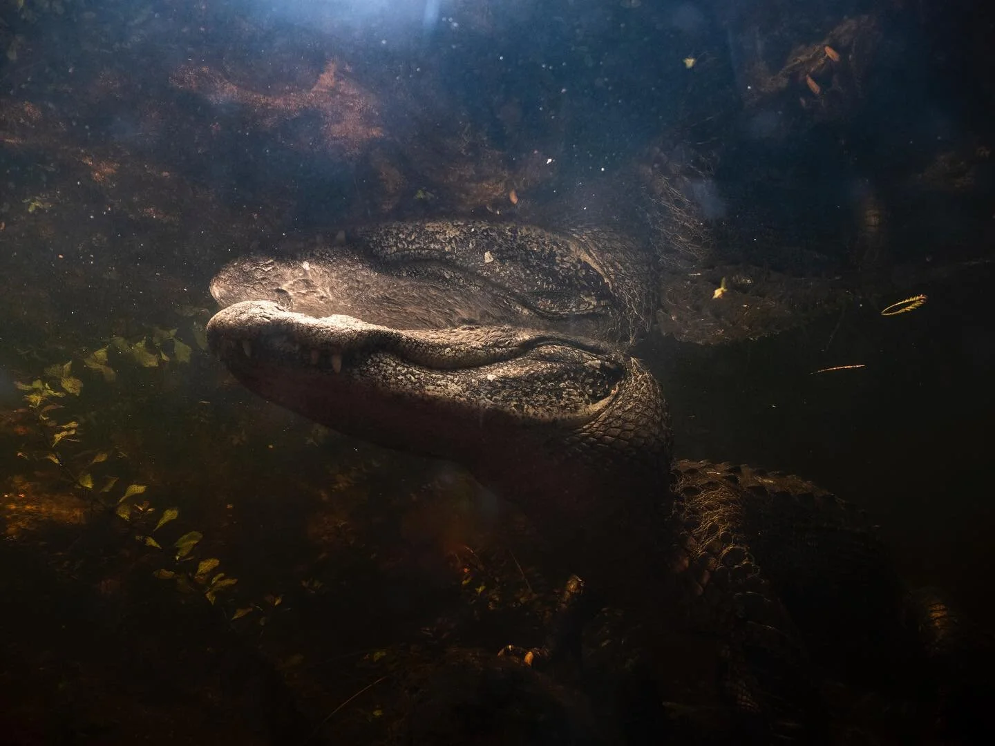 - About 40 minutes ago. Yet another life goal accomplished.

#Everglades #UnderwaterPhotography #FloridaWildlife