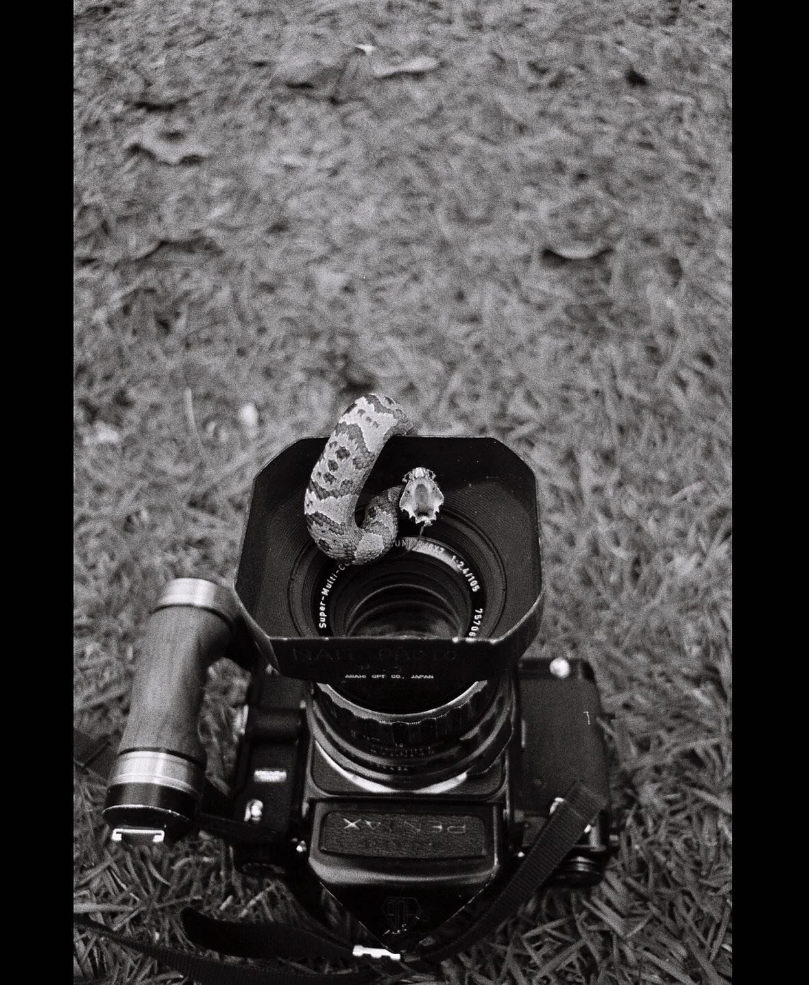 - Since someone was crowding the medium format, we had to shoot 35mm.

#Everglades #Cottonmouth #FilmPhotography