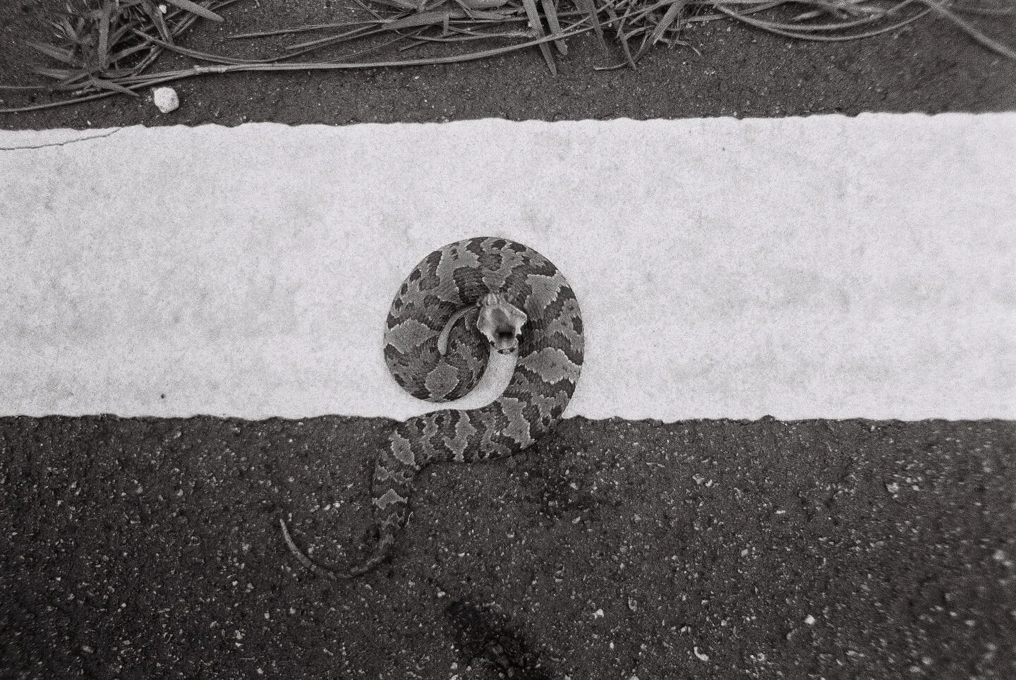 - No good deed goes unpunished.

#Everglades #Cottonmouth #FilmPhotography