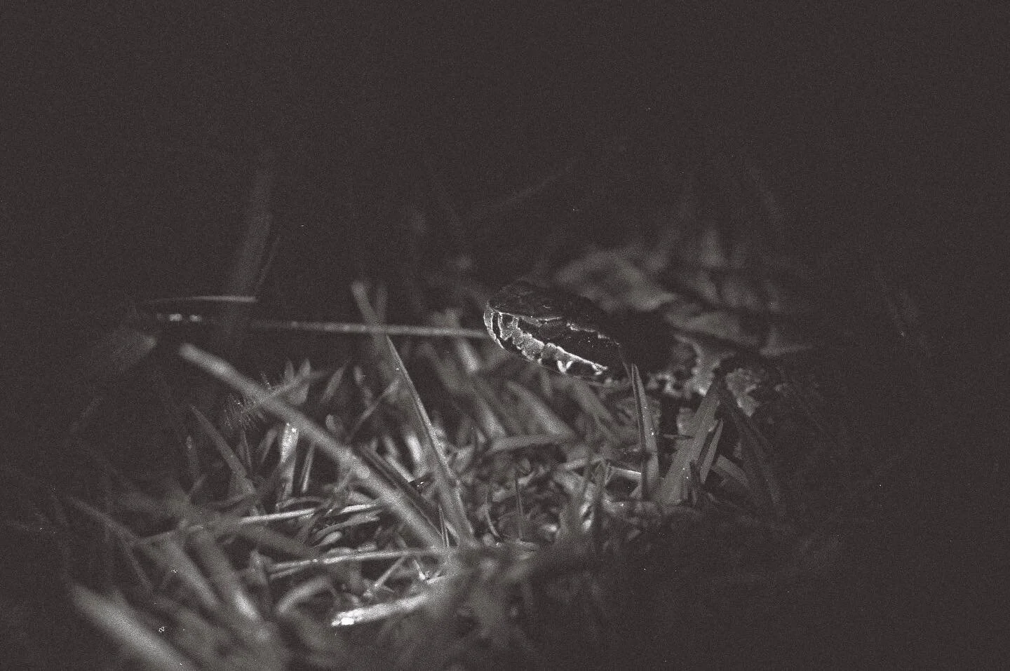 - More creatures of the night. #35mm

#Everglades #Pentax #Cottonmouth