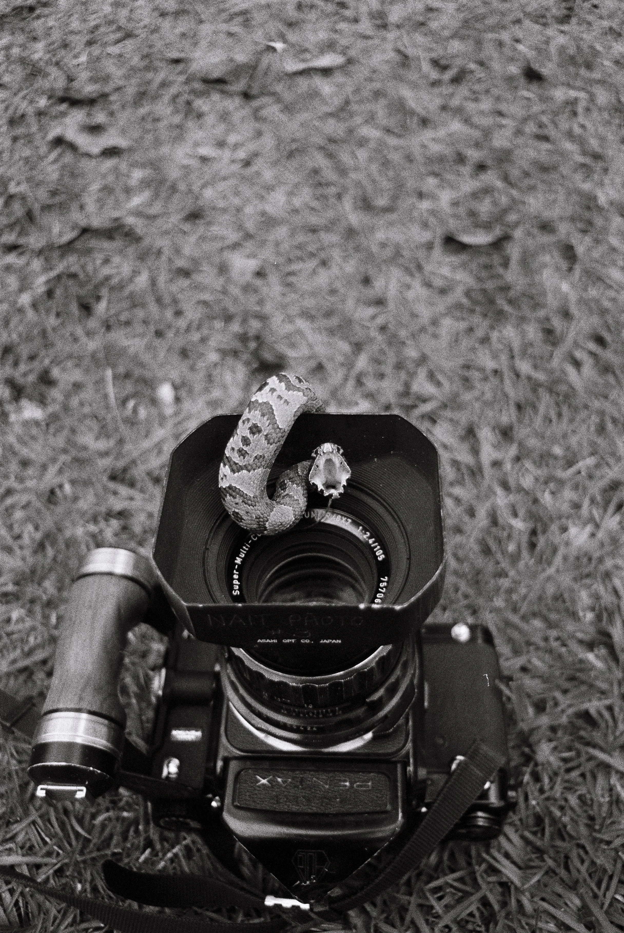 Baby cottonmouth water moccasin in the Florida Everglades by conservation photographer Ash Dudney