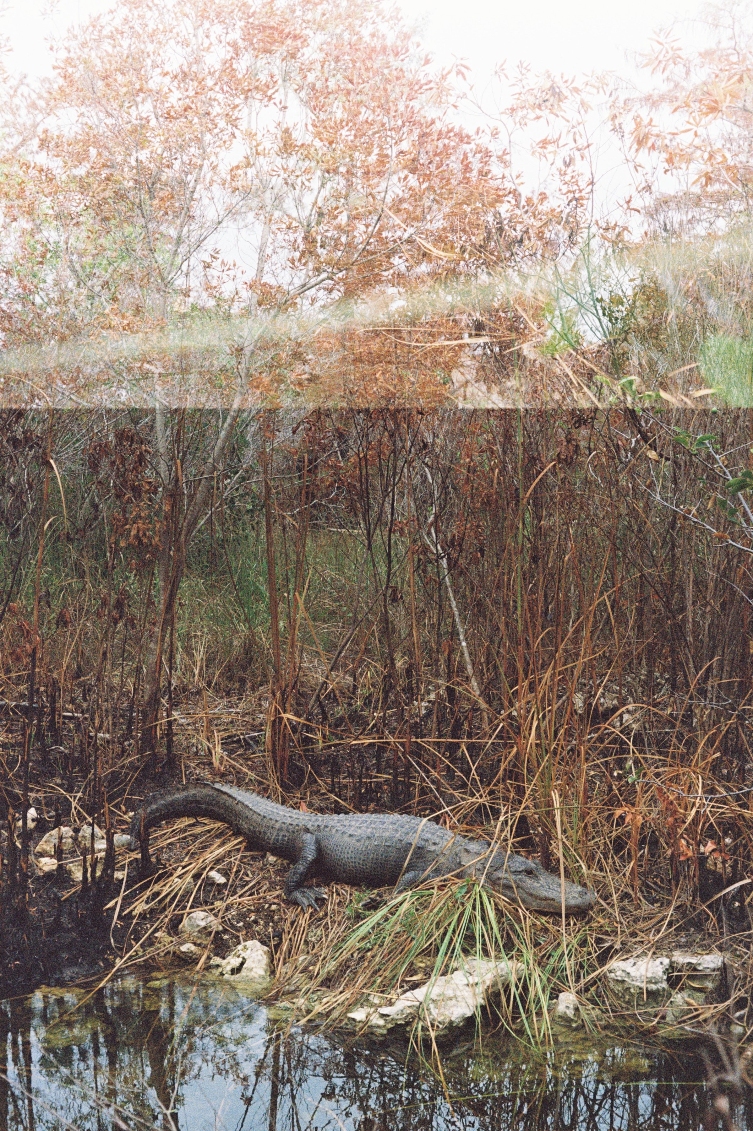 Double exposure film photography by Ash Dudney of American alligator in the Florida Everglades.