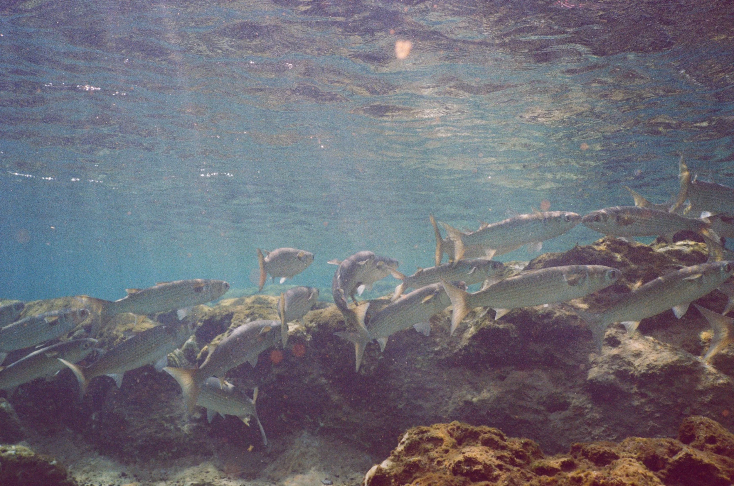 School of mullet in the Florida springs by Ash Dudney underwater film photography.