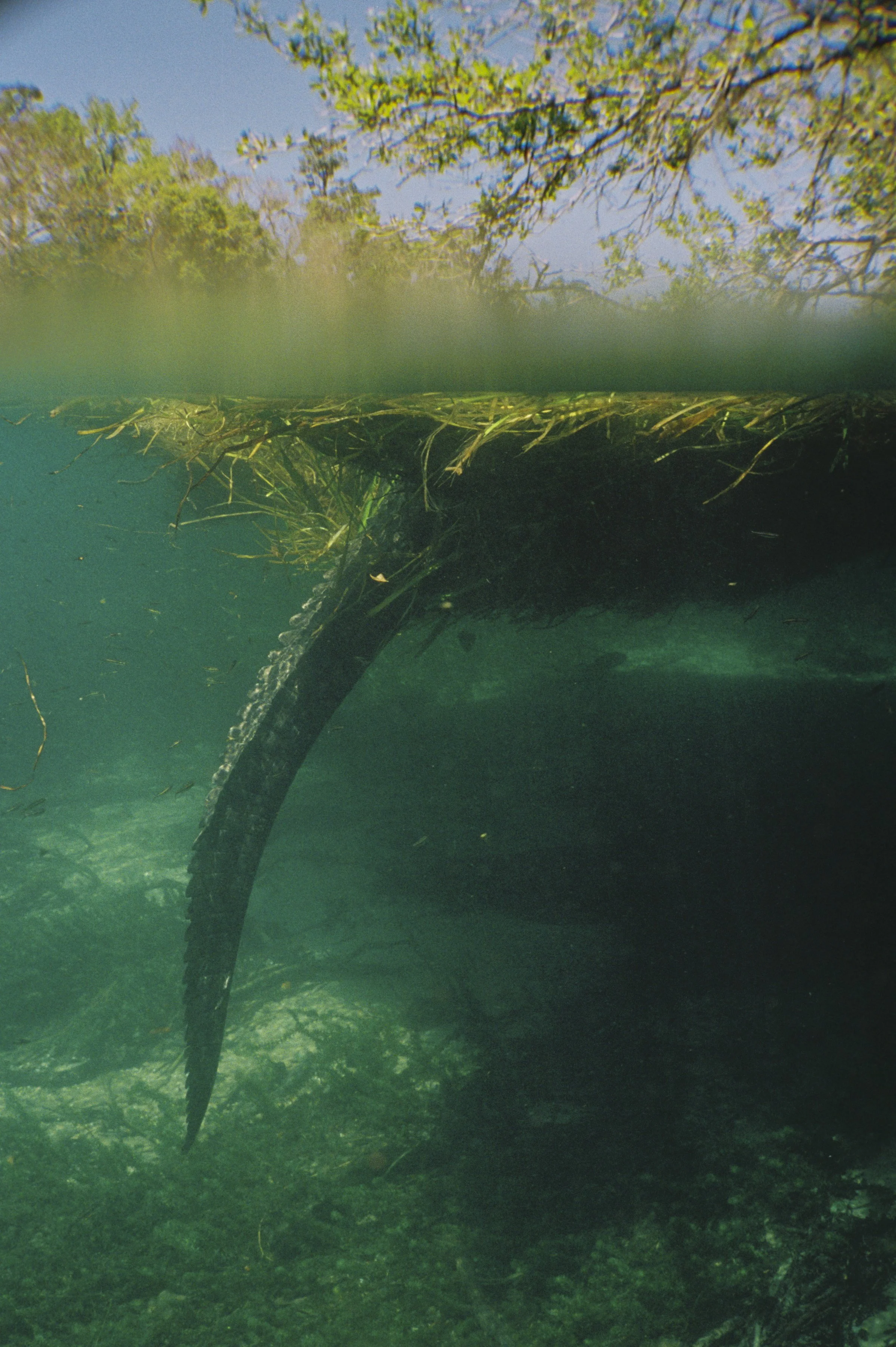 Underwater film photography of an alligator tail on the Rainbow River in Florida by Ash Dudney