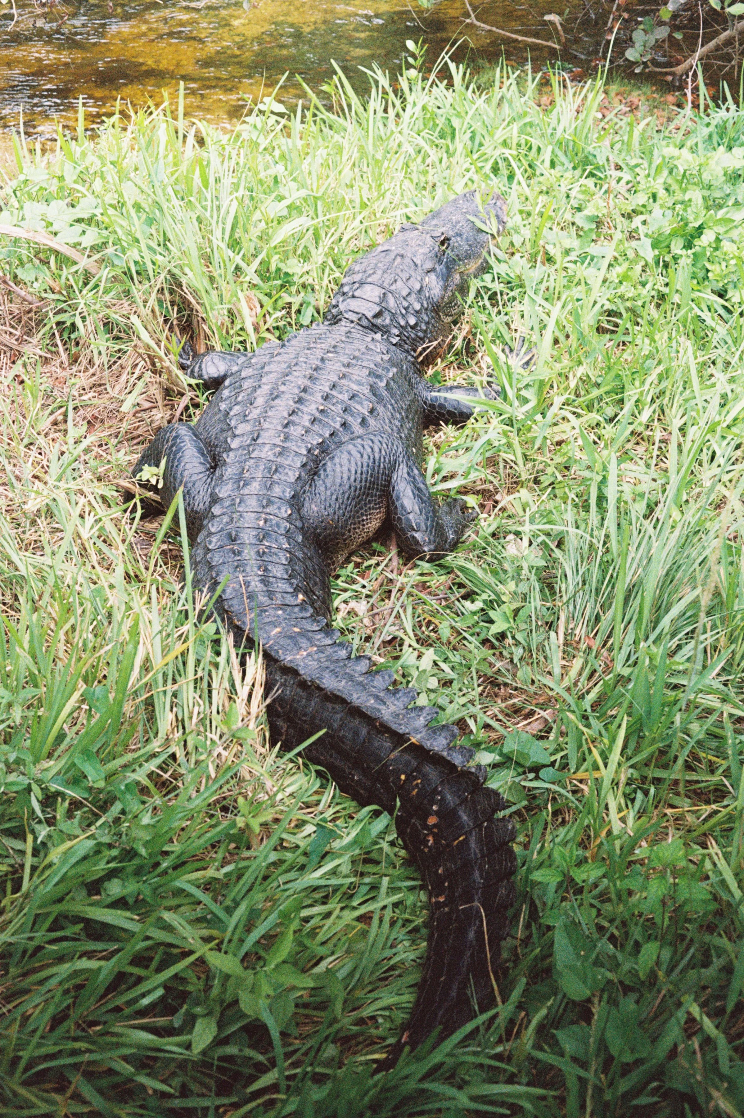 American alligator in the Florida Everglades film photography by Ash Dudney