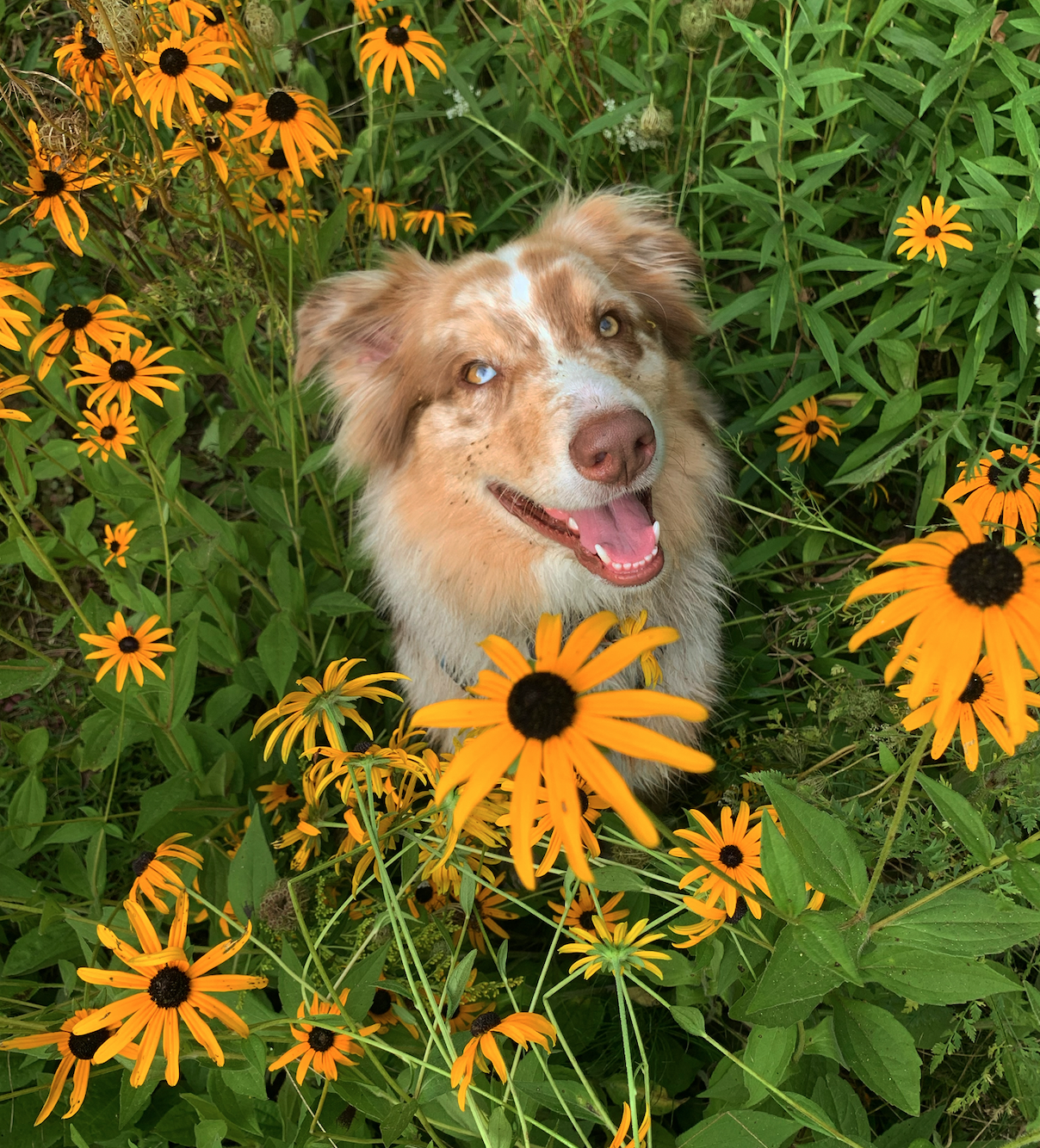 Screen Shot 2023-12-07 at 3.44.32 PM.png