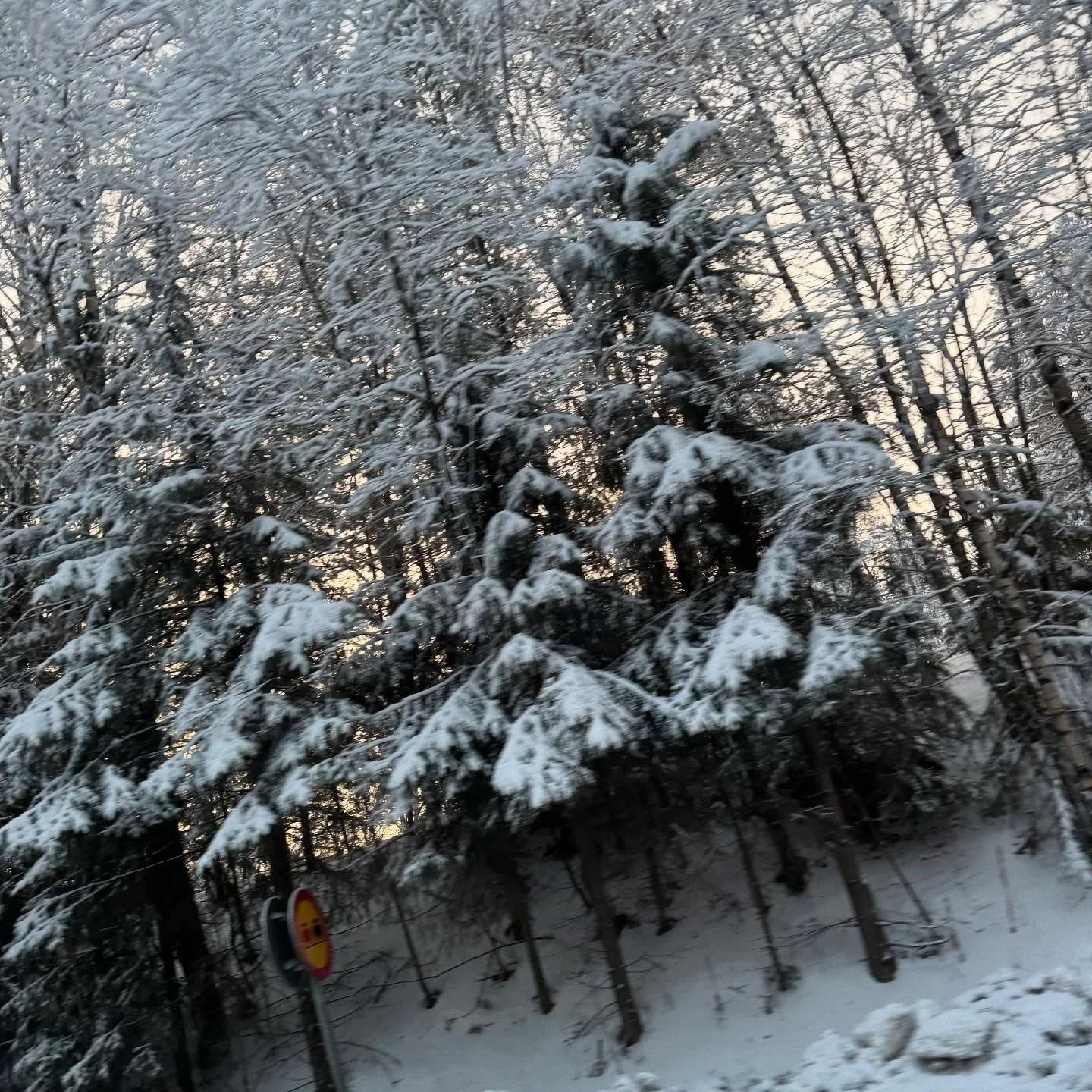 I Lule&aring; idag var tr&auml;den som toppade i socker. Och isen s&auml;gs b&auml;ra 10 ton. Jag chansade inte.