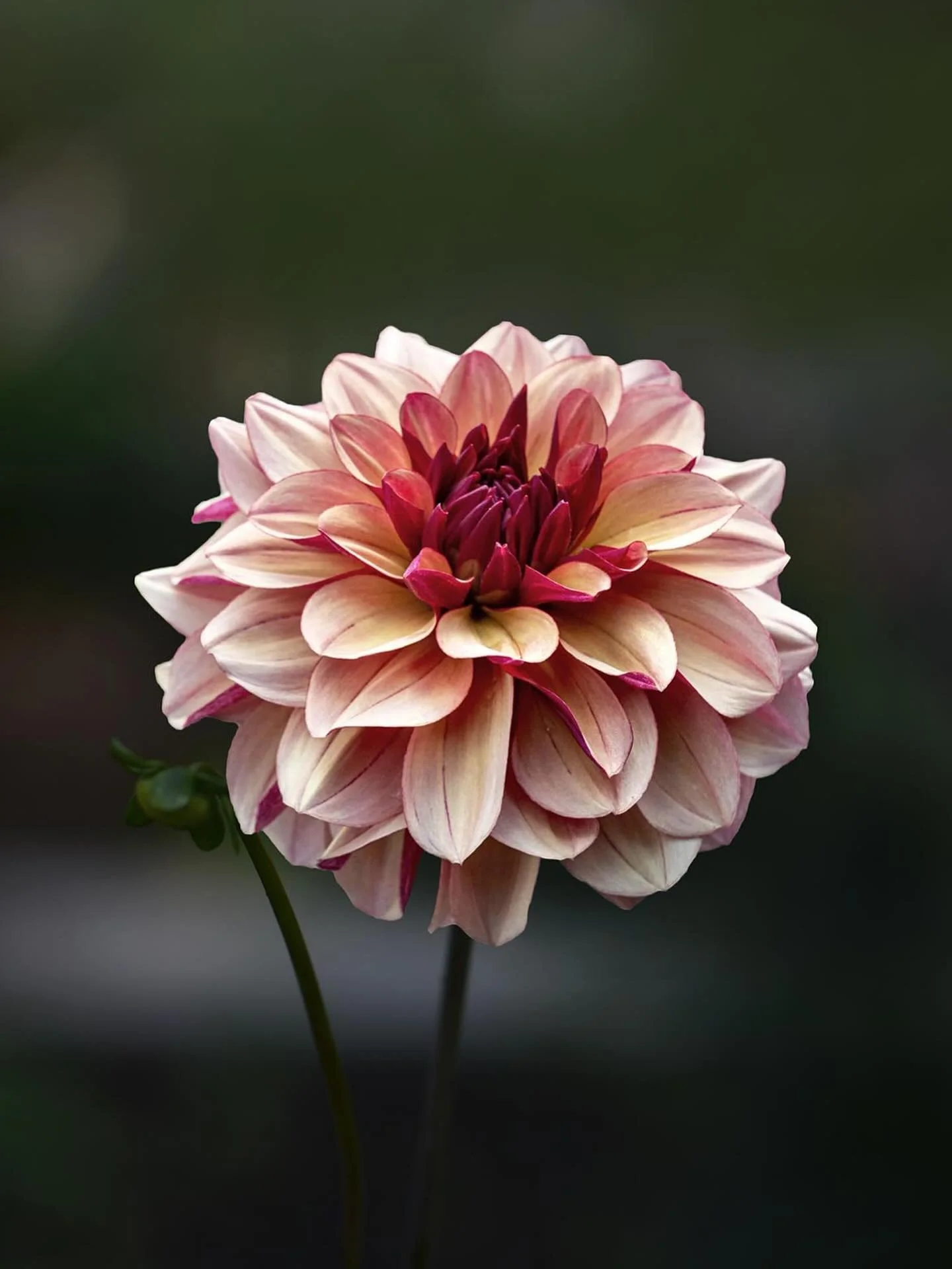 N&auml;stan var tredje man ur generation Z anser att kvinnan alltid ska lyda sin man &ndash; och att han ska ha det sista ordet vid alla viktiga beslut. Det framg&aring;r av en stor attitydunders&ouml;kning i 29 olika l&auml;nder. (DN idag 8 mars)

P