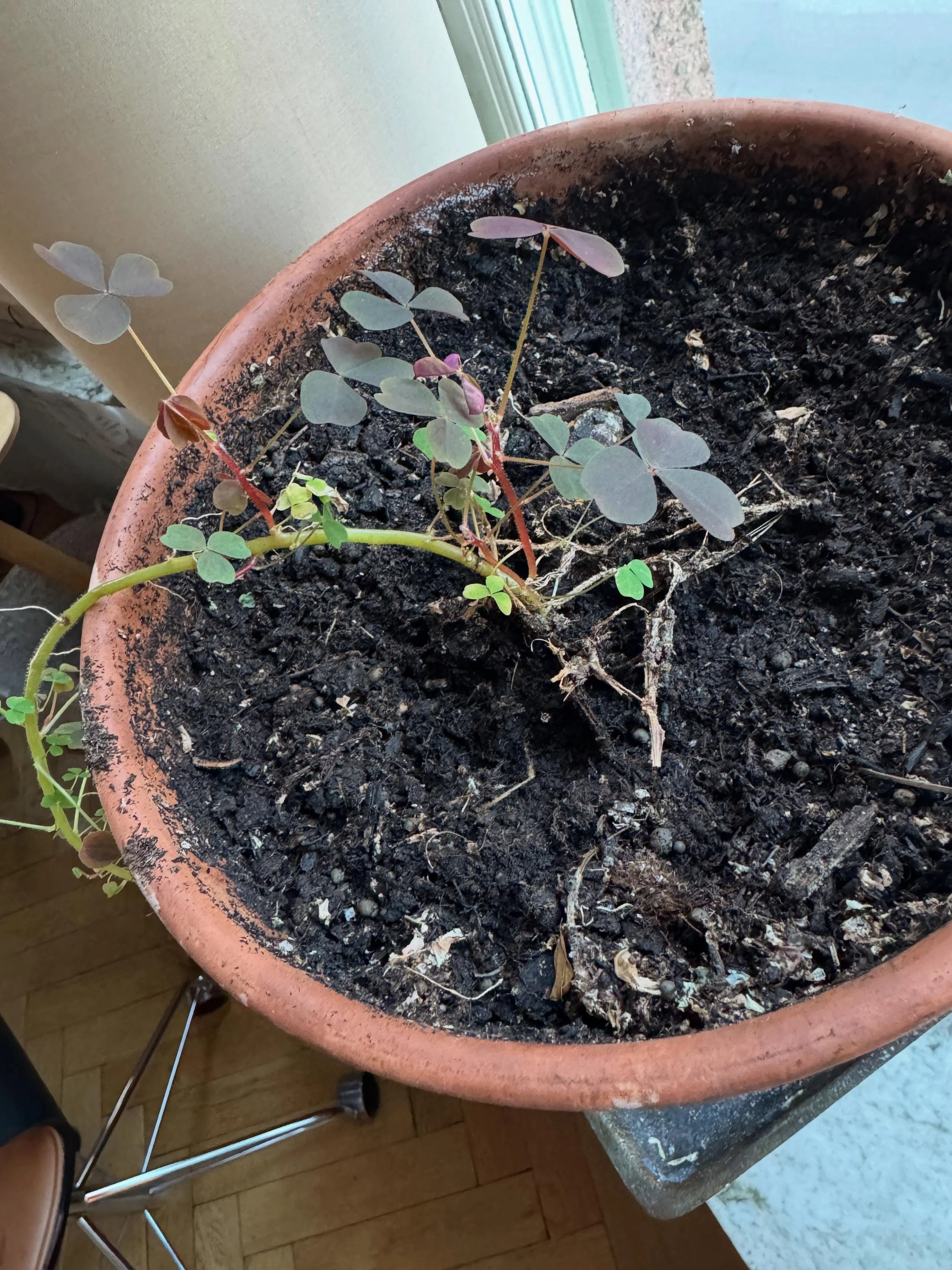 Det h&auml;r &auml;r en liten dramqueen. N&auml;r det &auml;r vinter l&auml;gger hon ner, strejkar. Tappar blad och visar sitt missn&ouml;je med m&ouml;rker och skit men n&auml; ljuset kommer tillbaka drar hon p&aring; som fan. Nu m&aring;ste jag sna