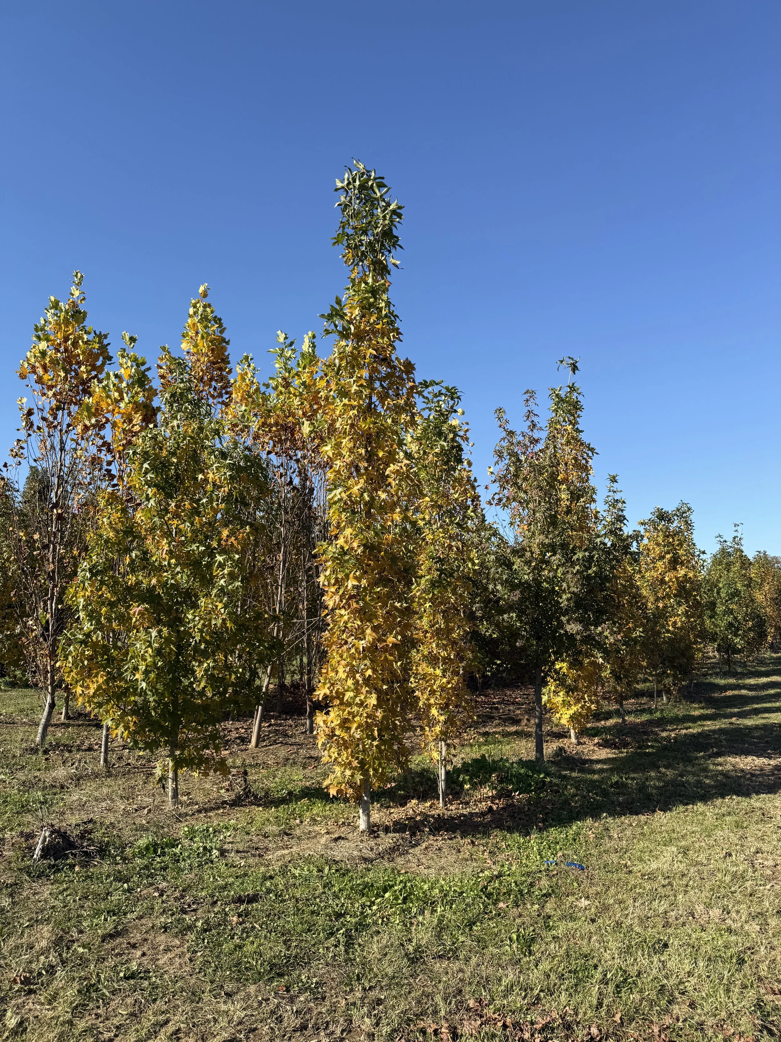 Slender Silhouette Sweetgum.jpeg
