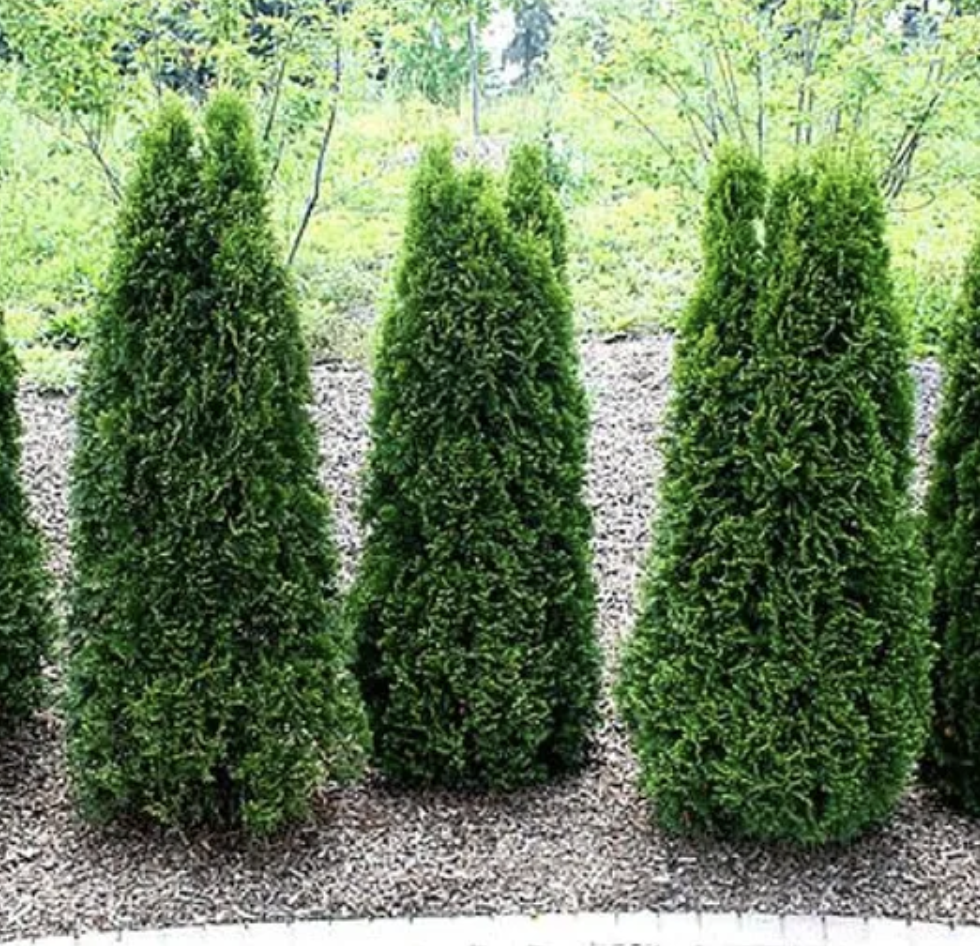 Screen Shot 2023-08-12 at 12.04.29 PM.png