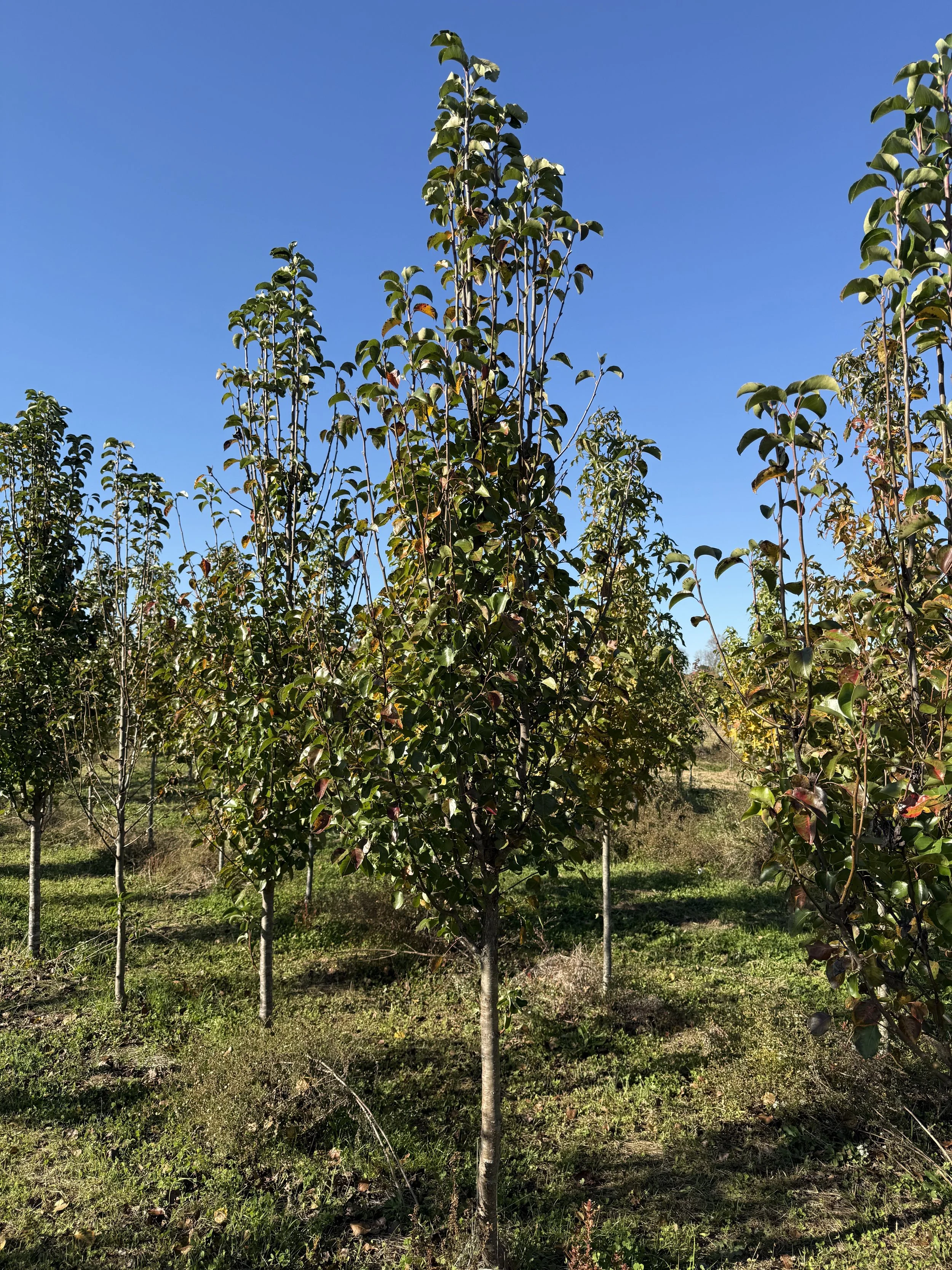 Cleveland Select Pear.jpeg