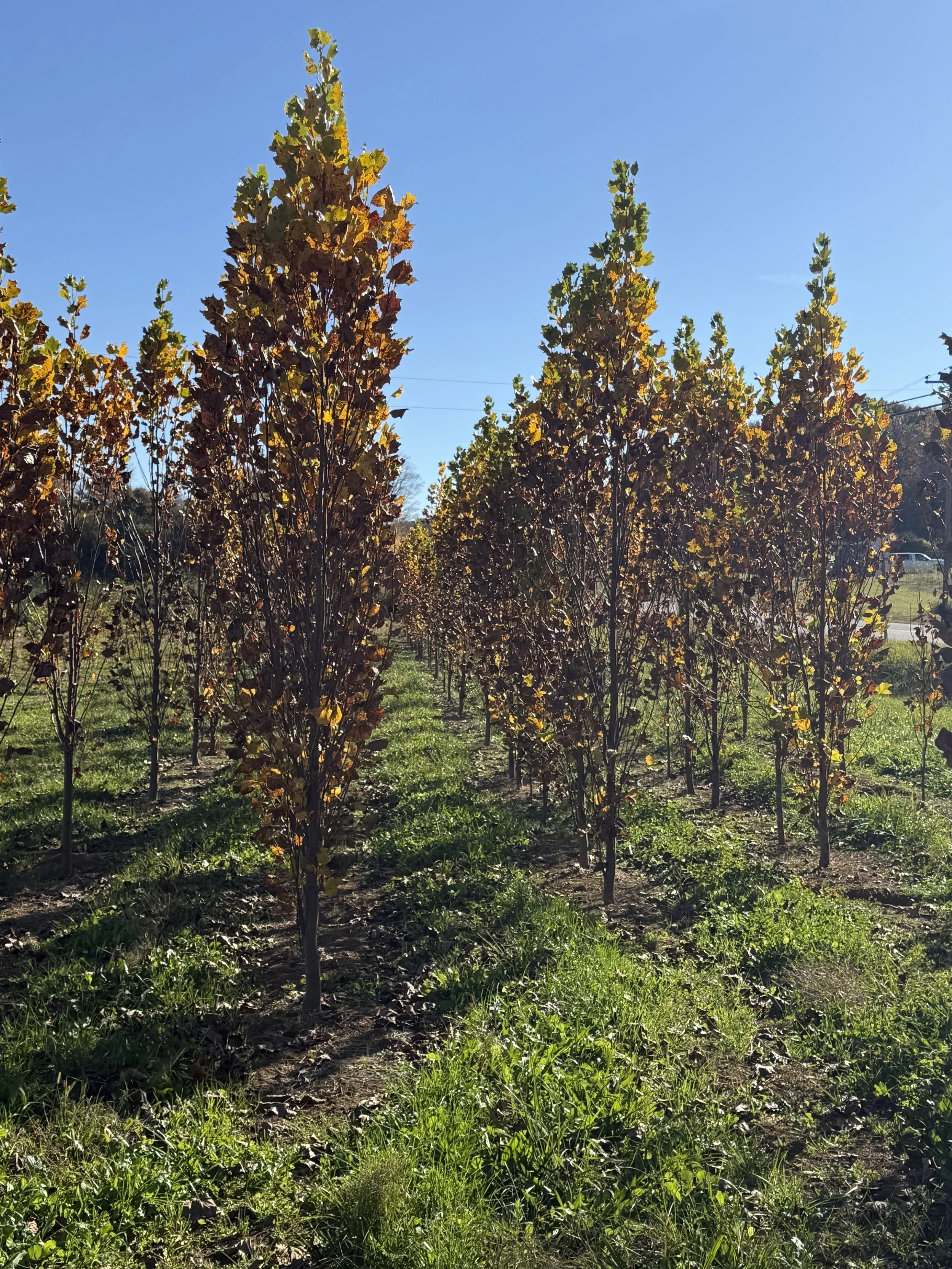 Arnold Tulip Poplar.jpeg