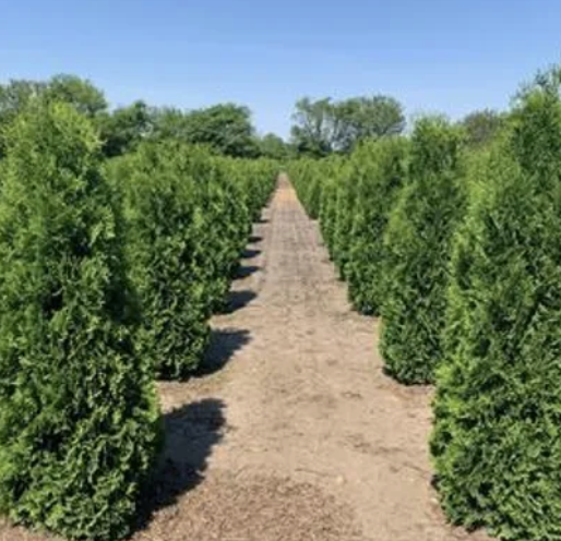 Screen Shot 2023-08-12 at 12.06.41 PM.png