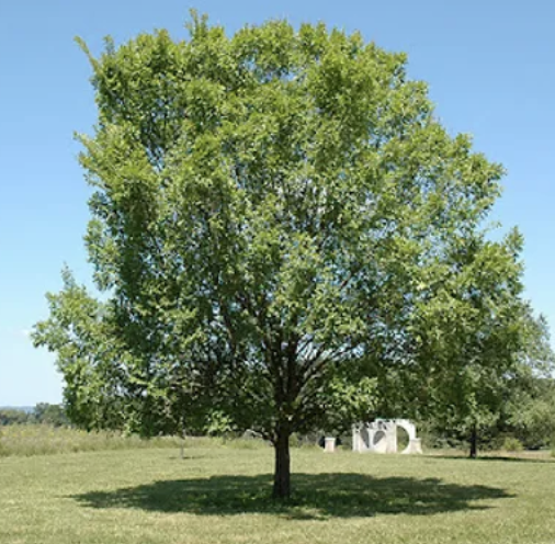 Screen Shot 2023-08-12 at 12.06.30 PM.png