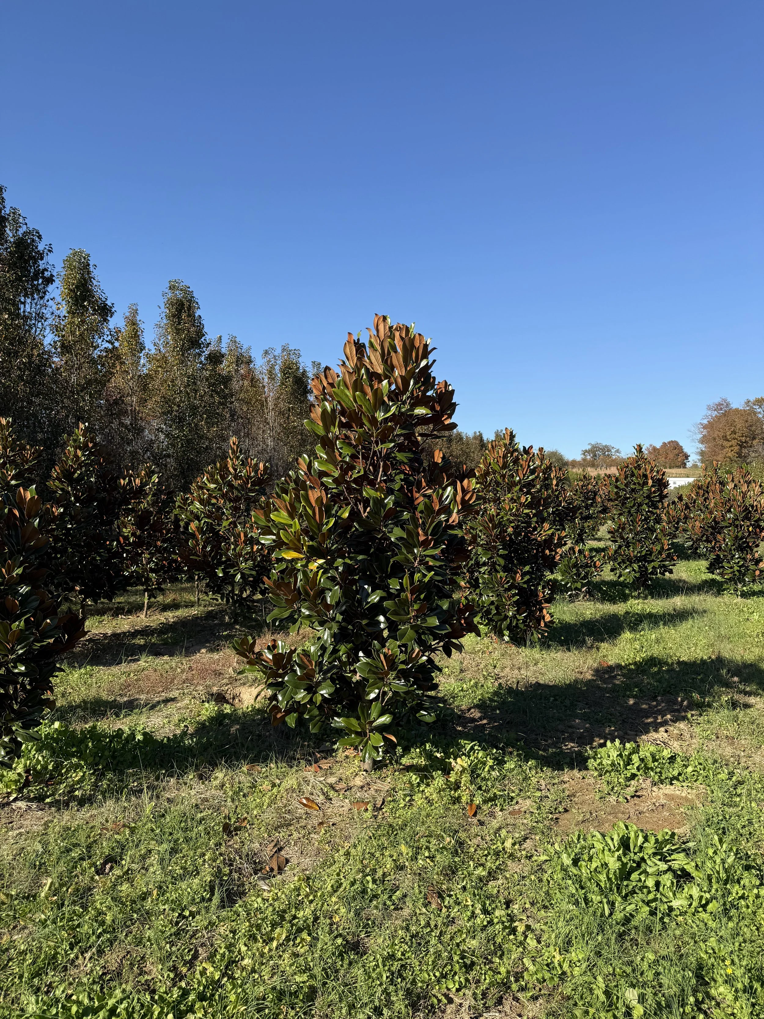 Little Gem Magnolia.jpeg