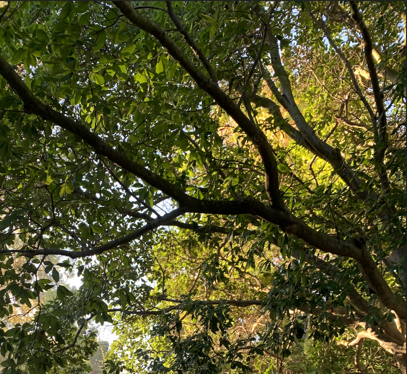 Our Mental Immune System