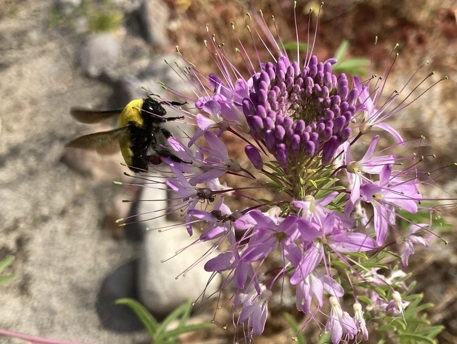 UNR Extension Pollinator Bug & Flower Hunt