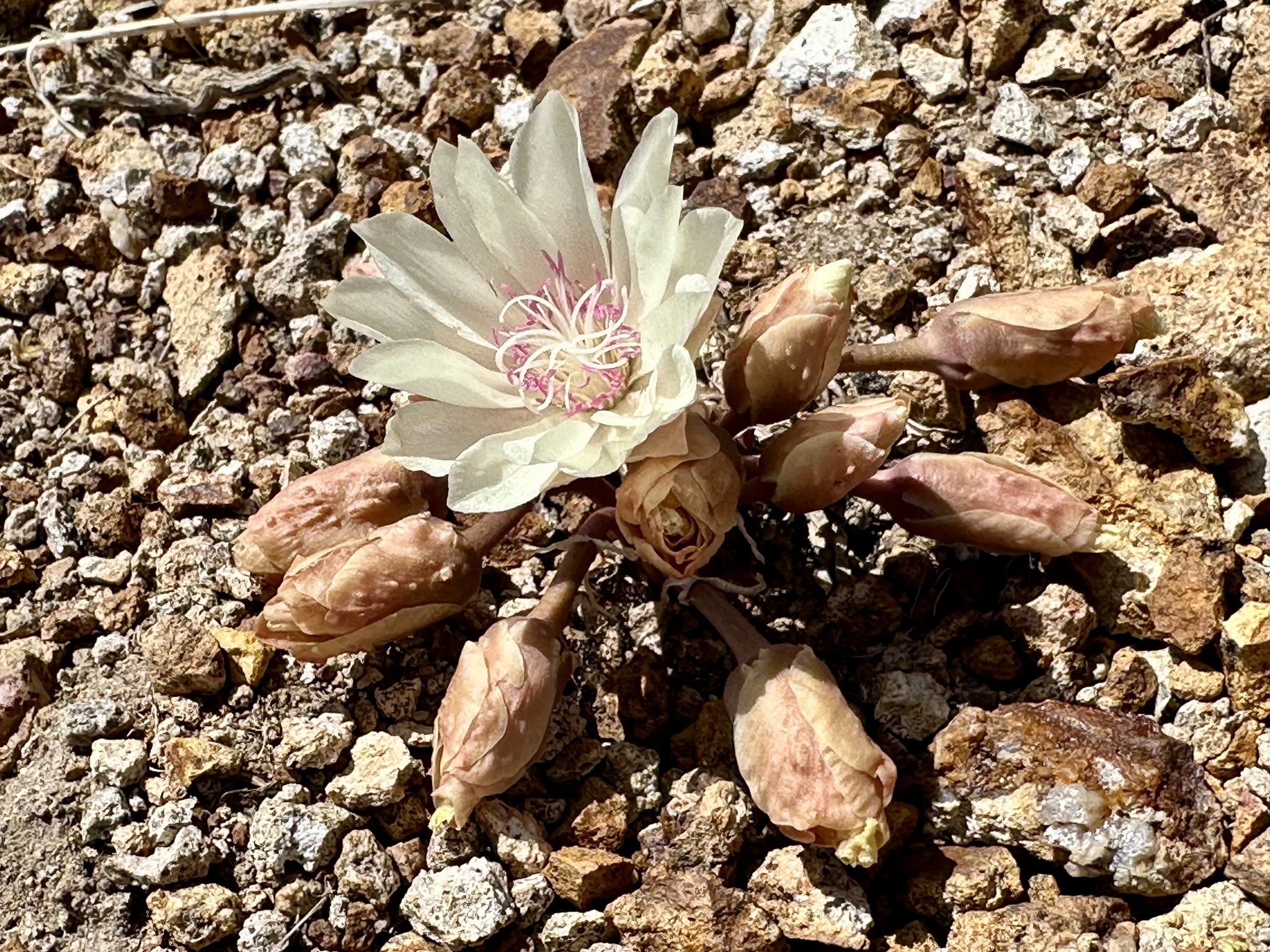 Discovering Flora with the Nevada Native Plant Society