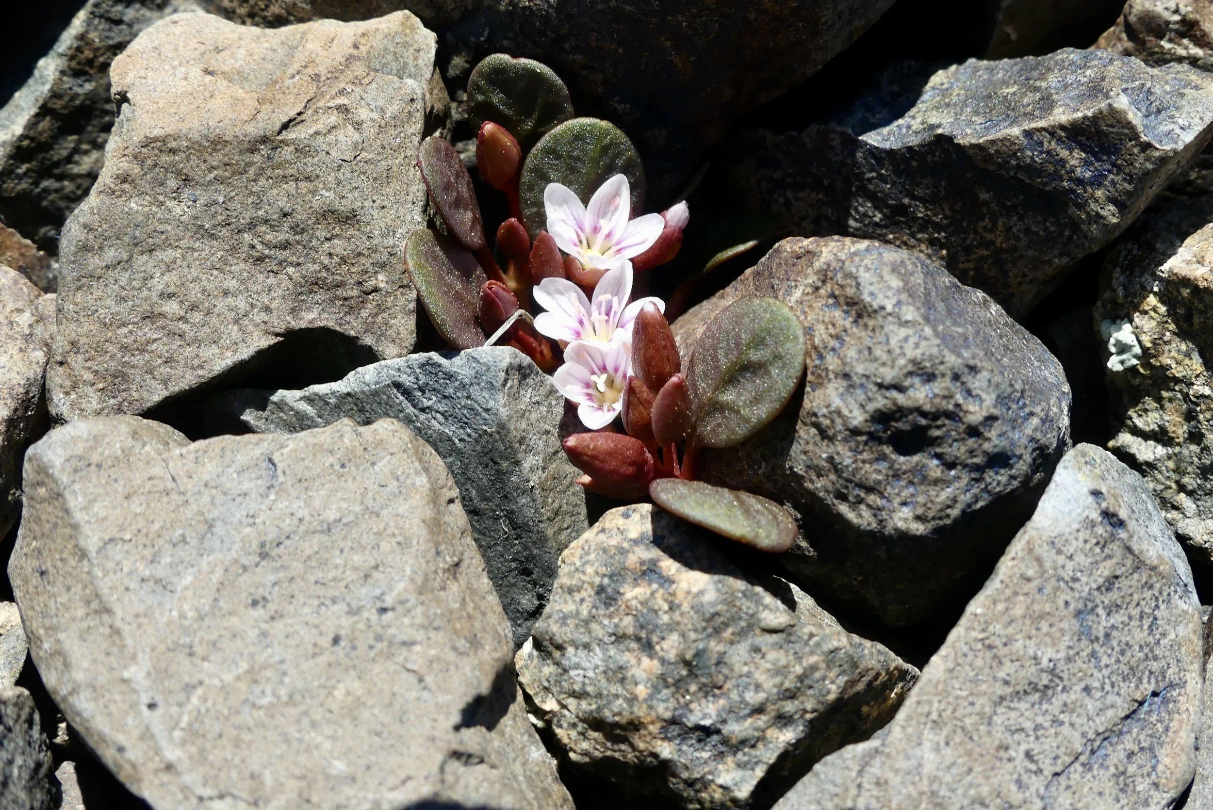 Field Trip, Peavine Peak