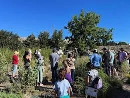 City Nature Challenge