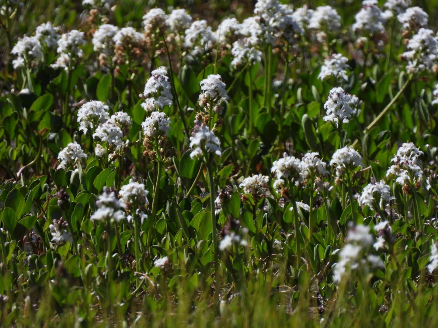 Field Trip, Mt Rose Interpretive Loop