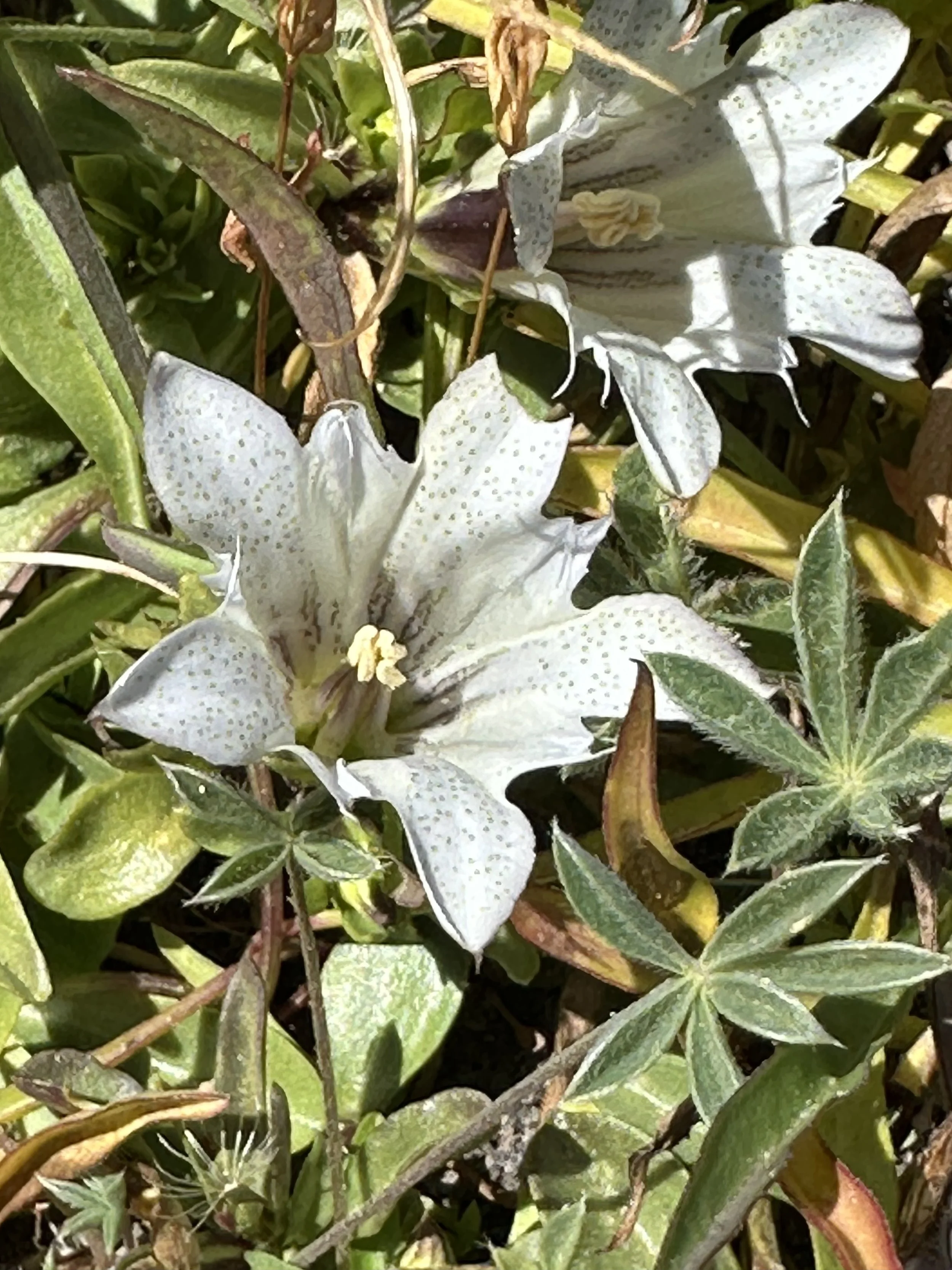 Frog Pond / Relay Peak, Mt Rose