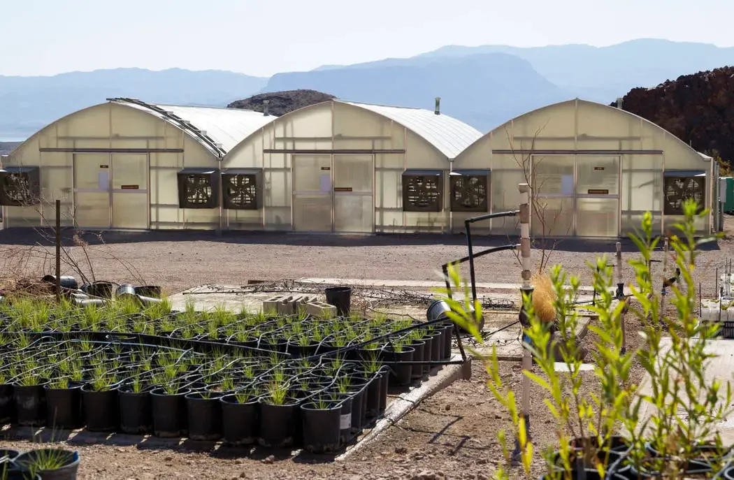 Song Dog Nursery Visit